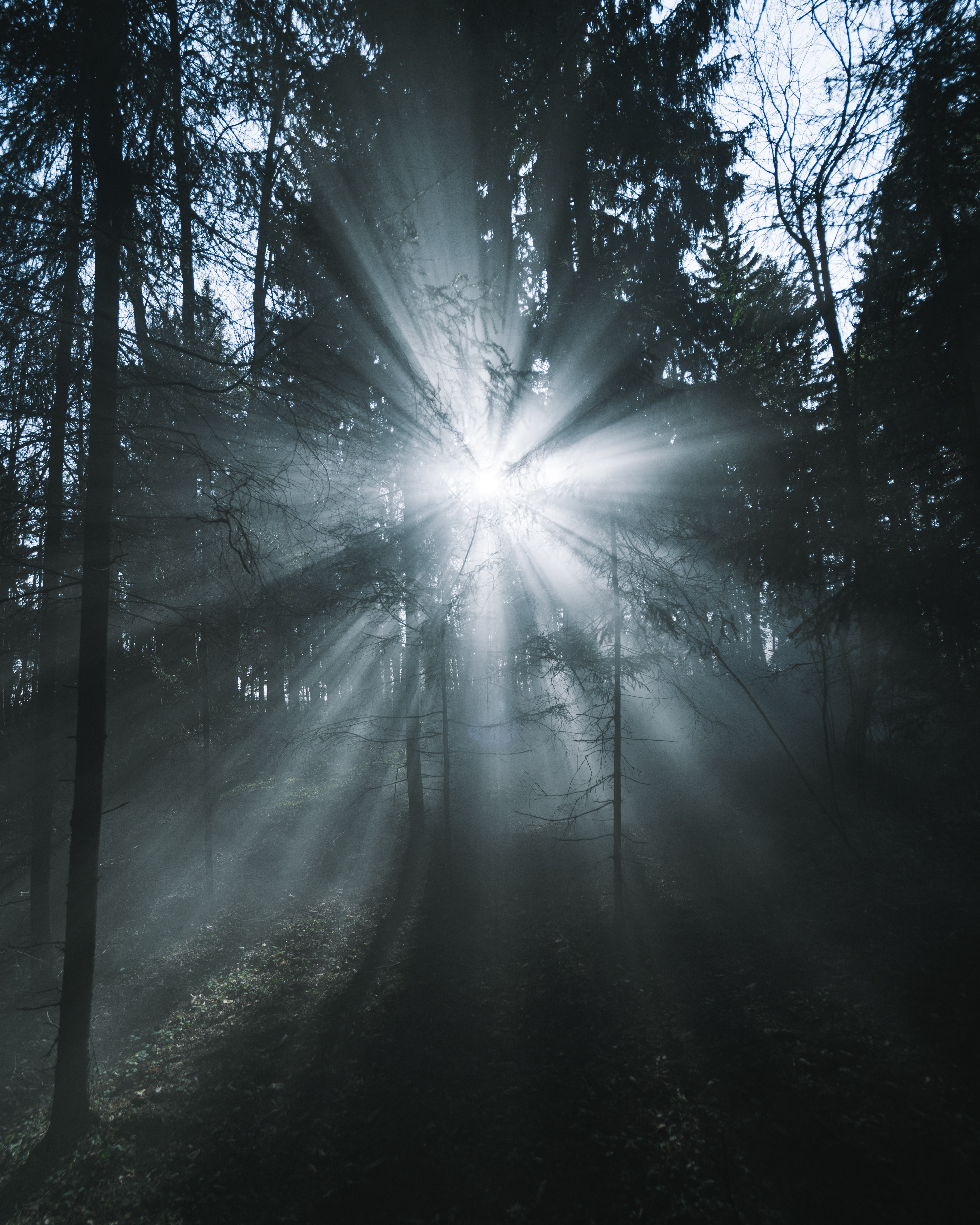 Hd 1080p Images glow, beams, trees, forest