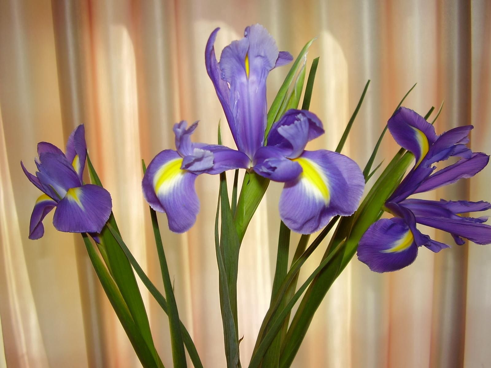 Handy-Wallpaper Blumen, Grüne, Grünen, Vorhang, Schwertlilien, Irises kostenlos herunterladen.