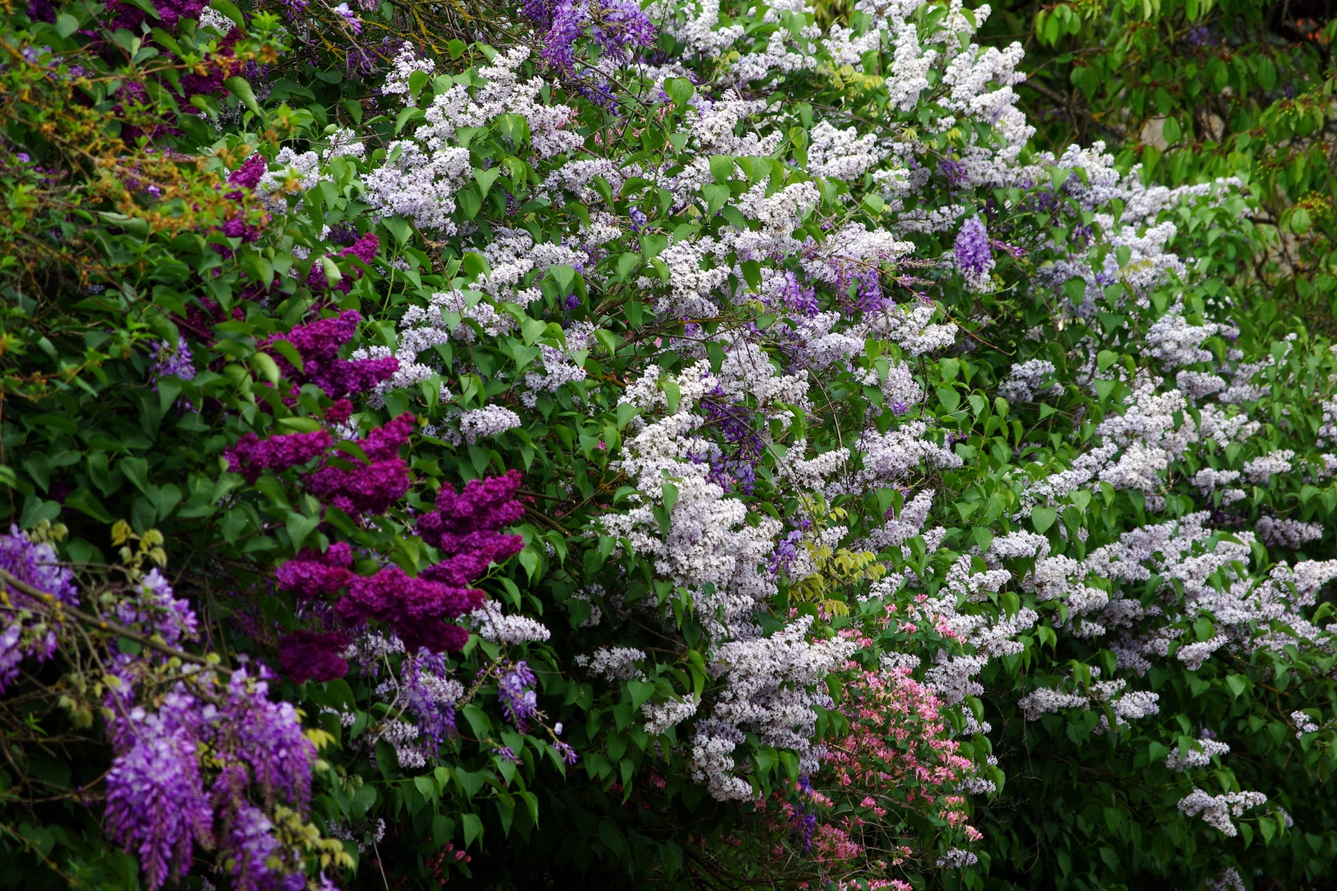 greens, flowers, lilac, bush, bloom, flowering, different