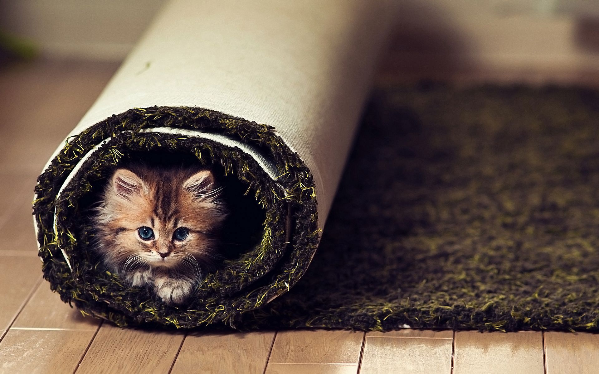 animals, cat, fluffy, sight, opinion, carpet, twisted QHD