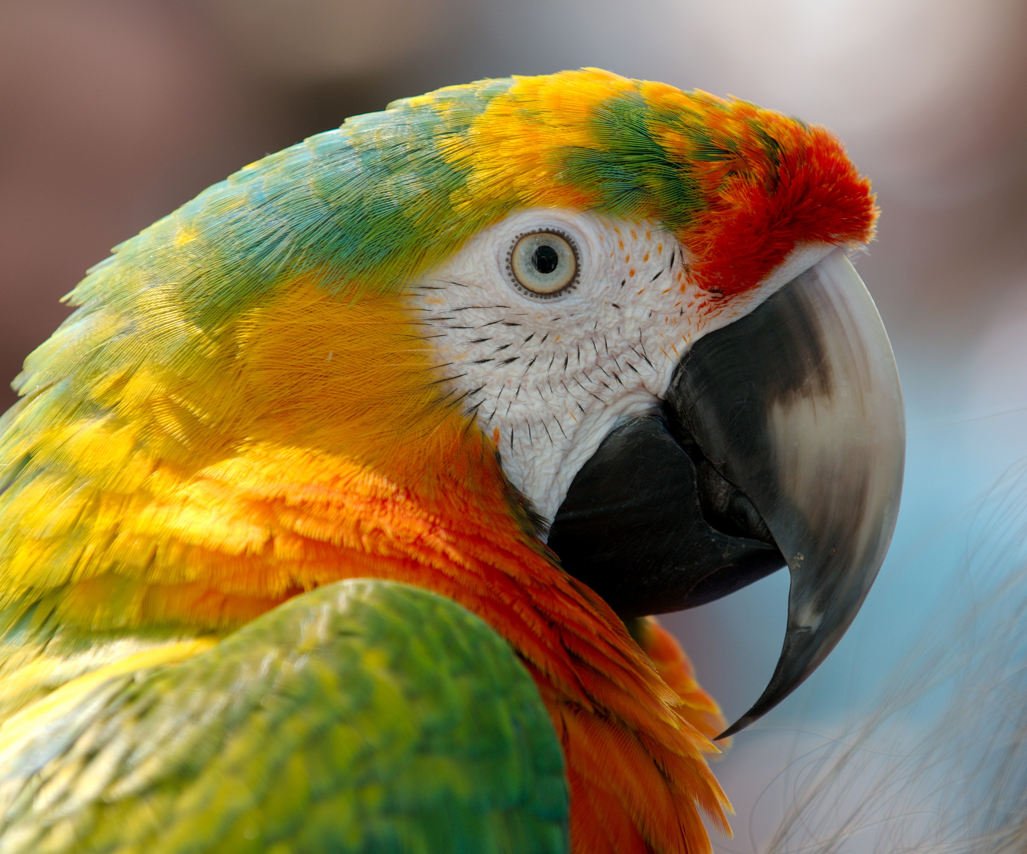 Free HD parrots, animals, bird, beak, macaw