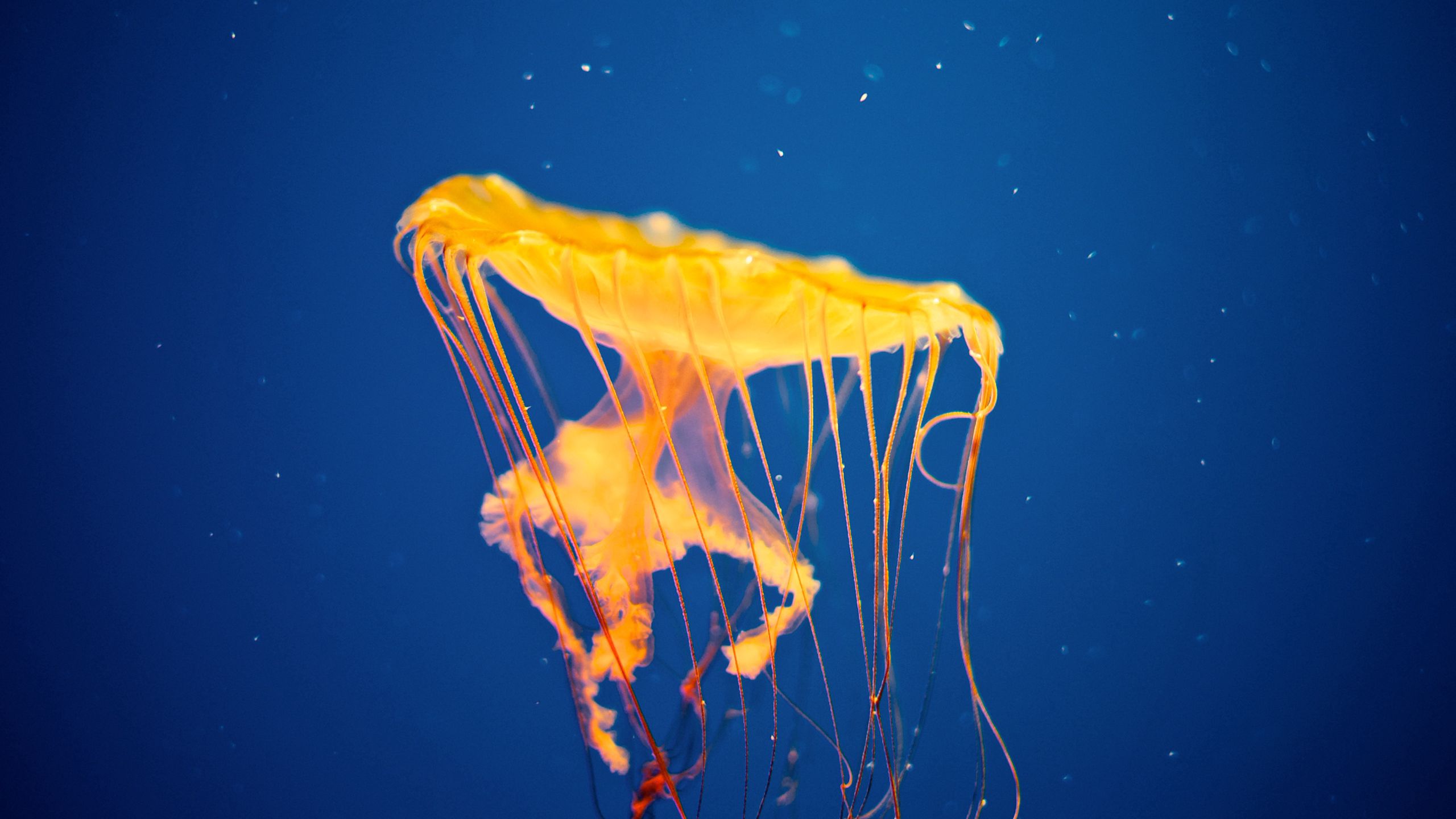4K Phone Wallpaper to swim, animals, underwater world, jellyfish