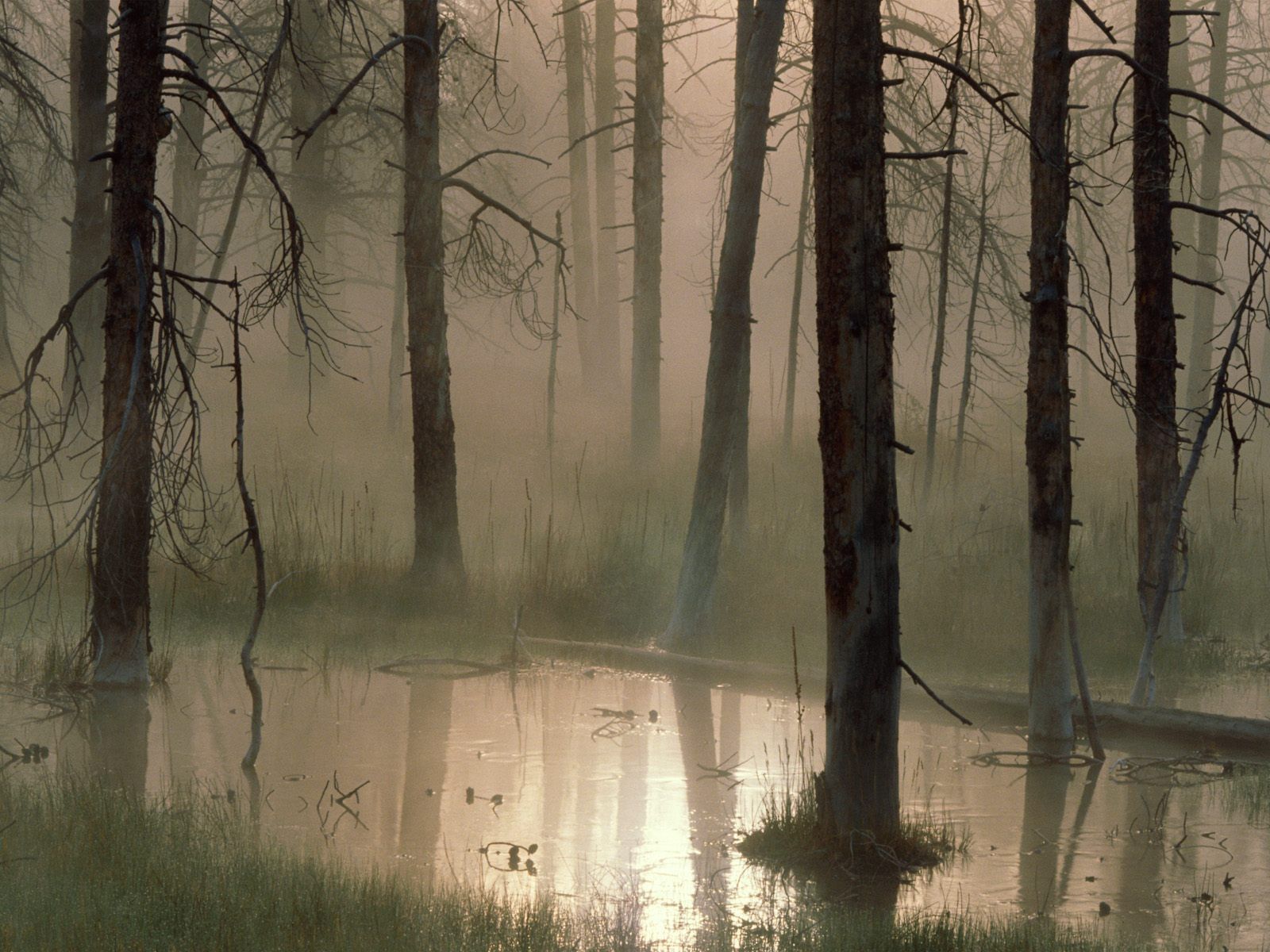 146771 Hintergrundbilder und Swamp Bilder auf dem Desktop. Laden Sie wald, natur, bäume, nebel Bildschirmschoner kostenlos auf den PC herunter