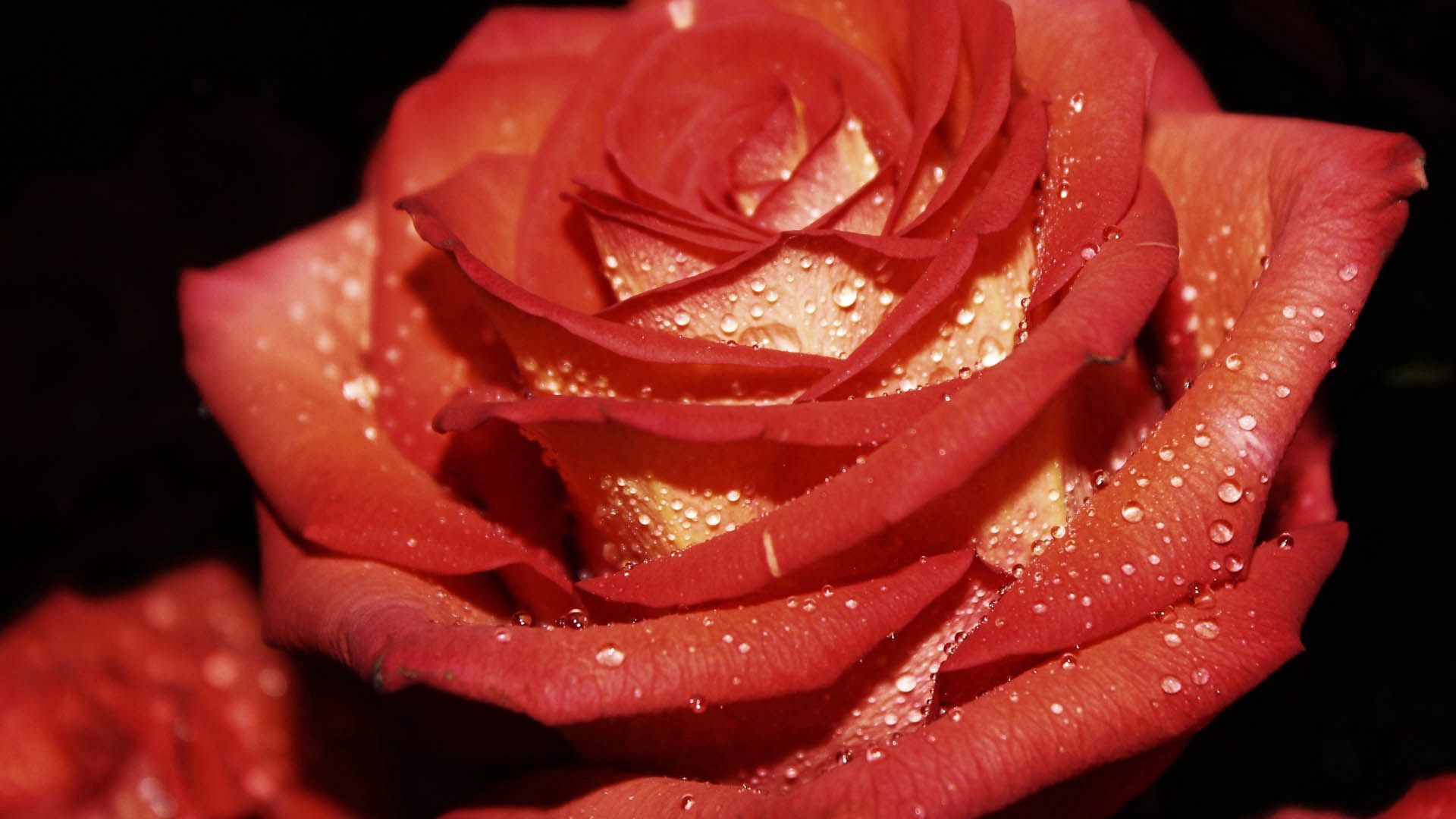 Laden Sie das Drops, Makro, Rose, Blütenblätter, Tau-Bild kostenlos auf Ihren PC-Desktop herunter