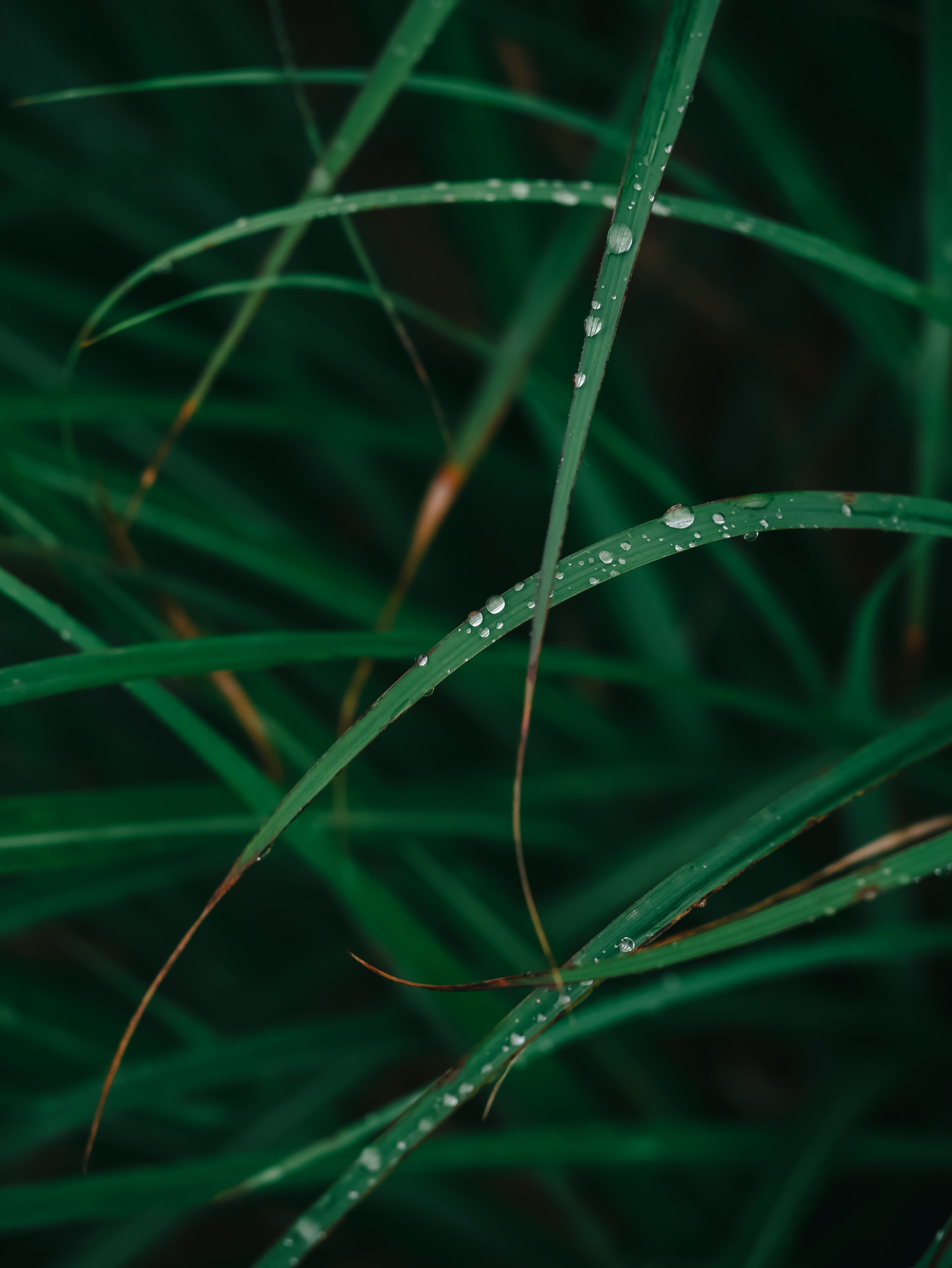 plant, grass, drops, green, macro, dew