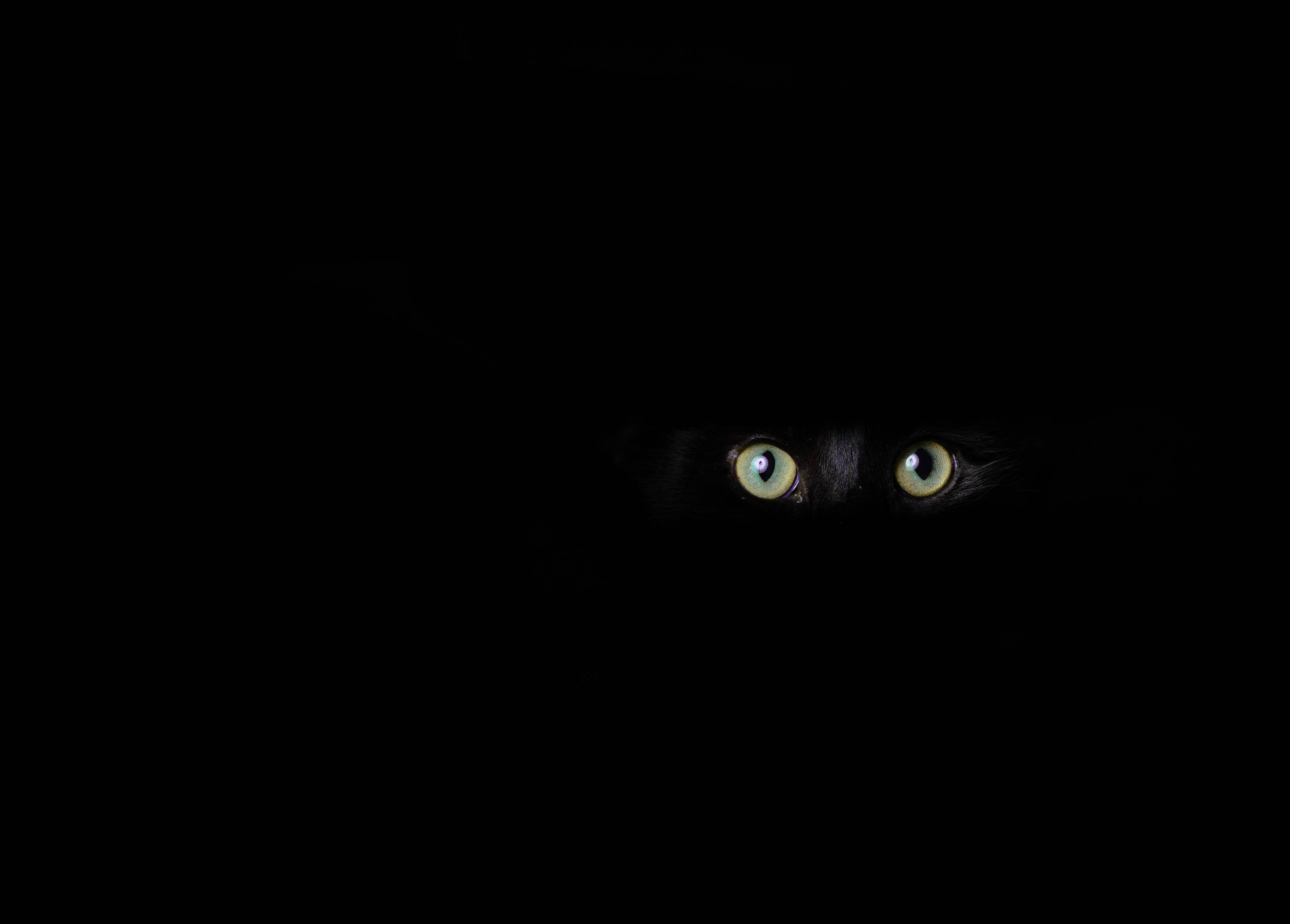 Descargar la imagen en teléfono: Gato, Oscuridad, Opinión, Visión, Ojos, El  Negro, gratis. 82151.