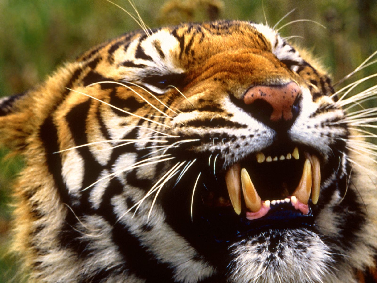 Оскал бенгальского тигра