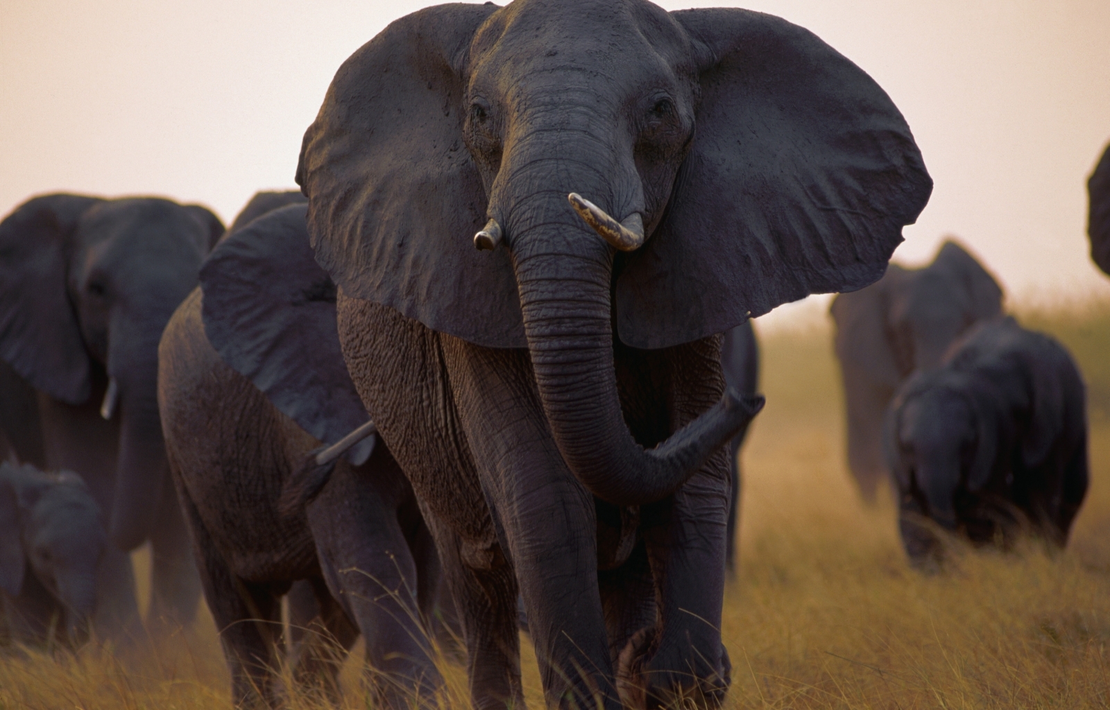 48745 Bildschirmschoner und Hintergrundbilder Elephants auf Ihrem Telefon. Laden Sie tiere Bilder kostenlos herunter