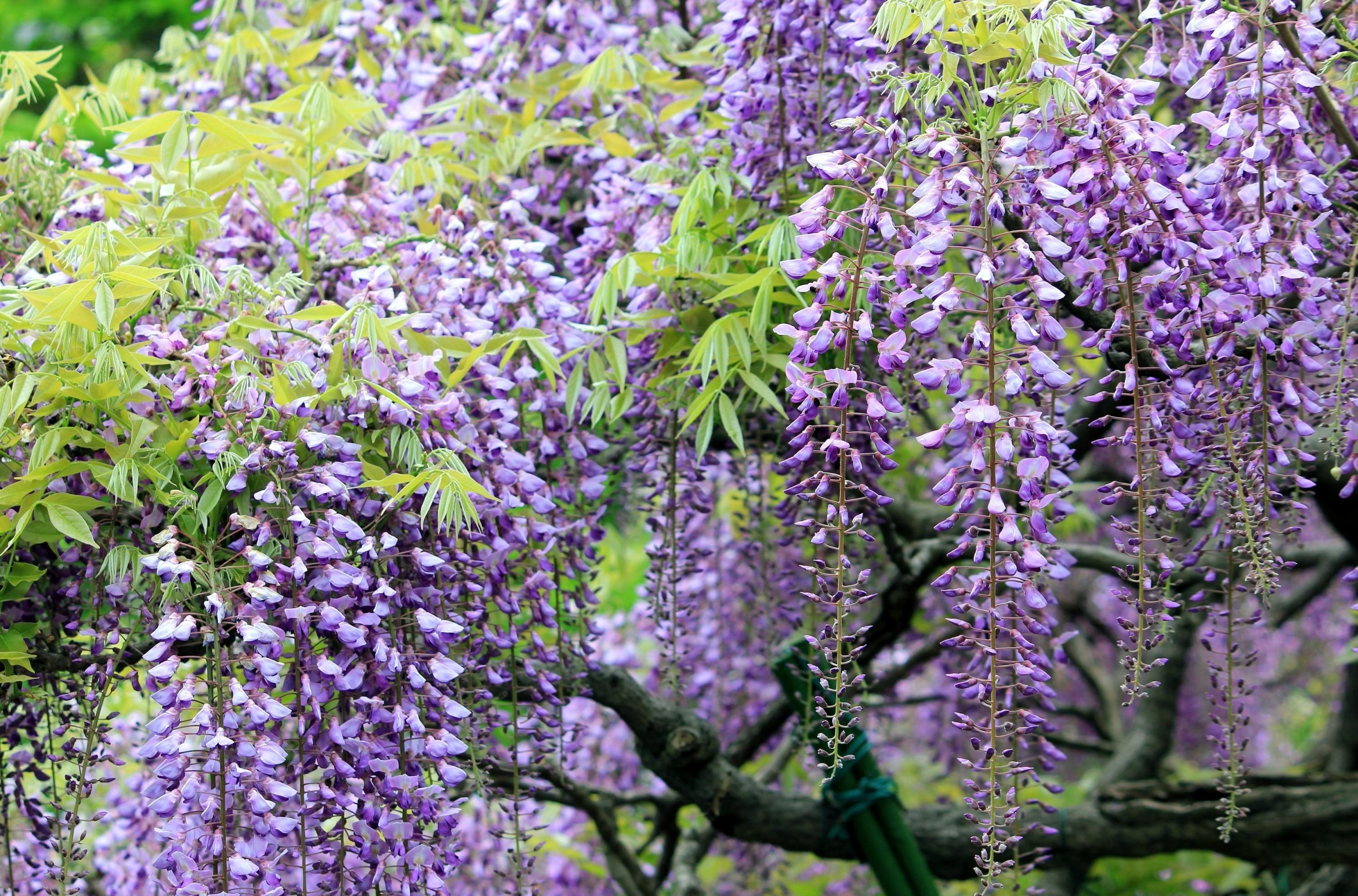 flowers, branches, bunches, clusters, sharpness, wisteria High Definition image