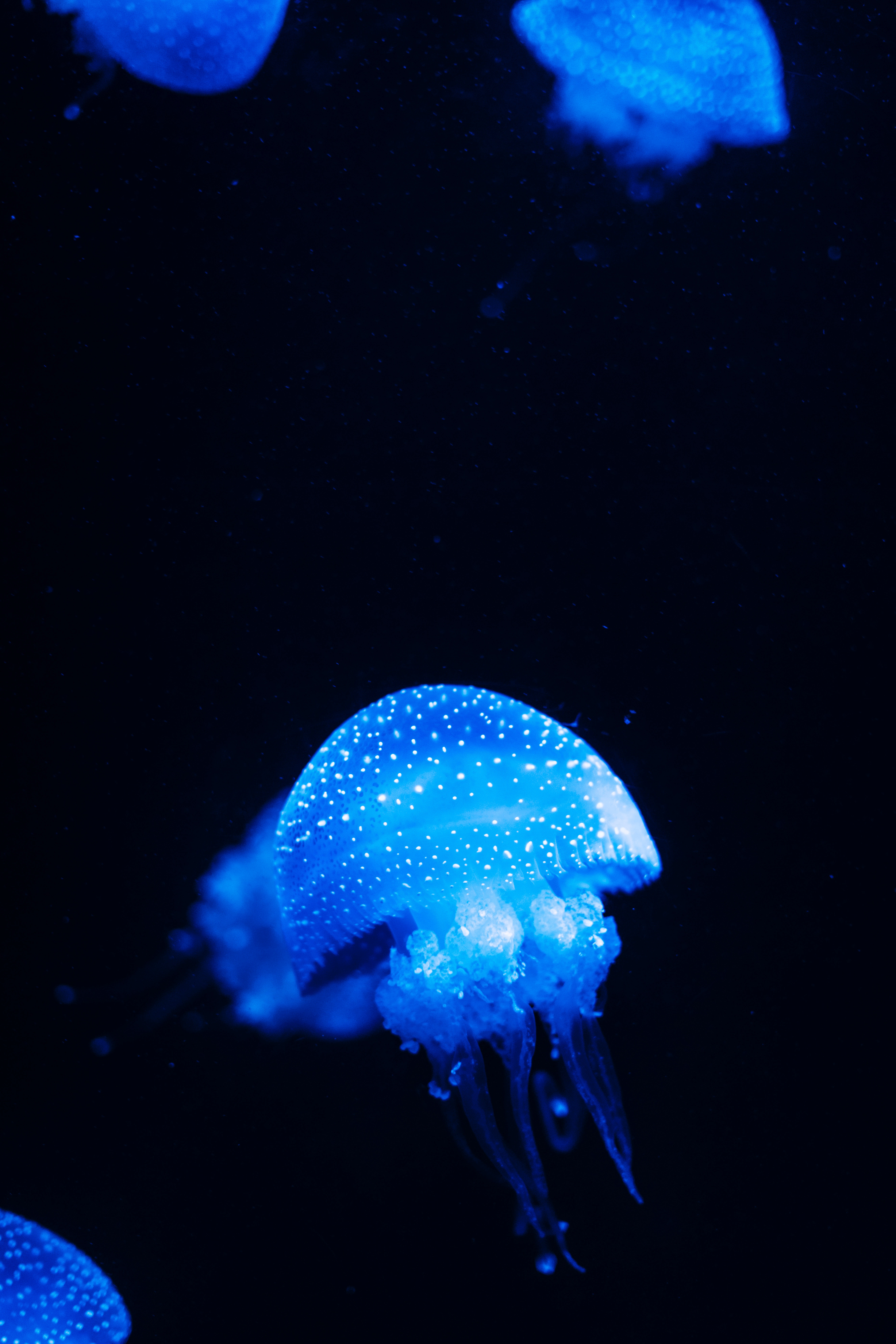 137012 Hintergrundbild herunterladen sea, tiere, blau, glühen, glow, unterwasserwelt, qualle - Bildschirmschoner und Bilder kostenlos