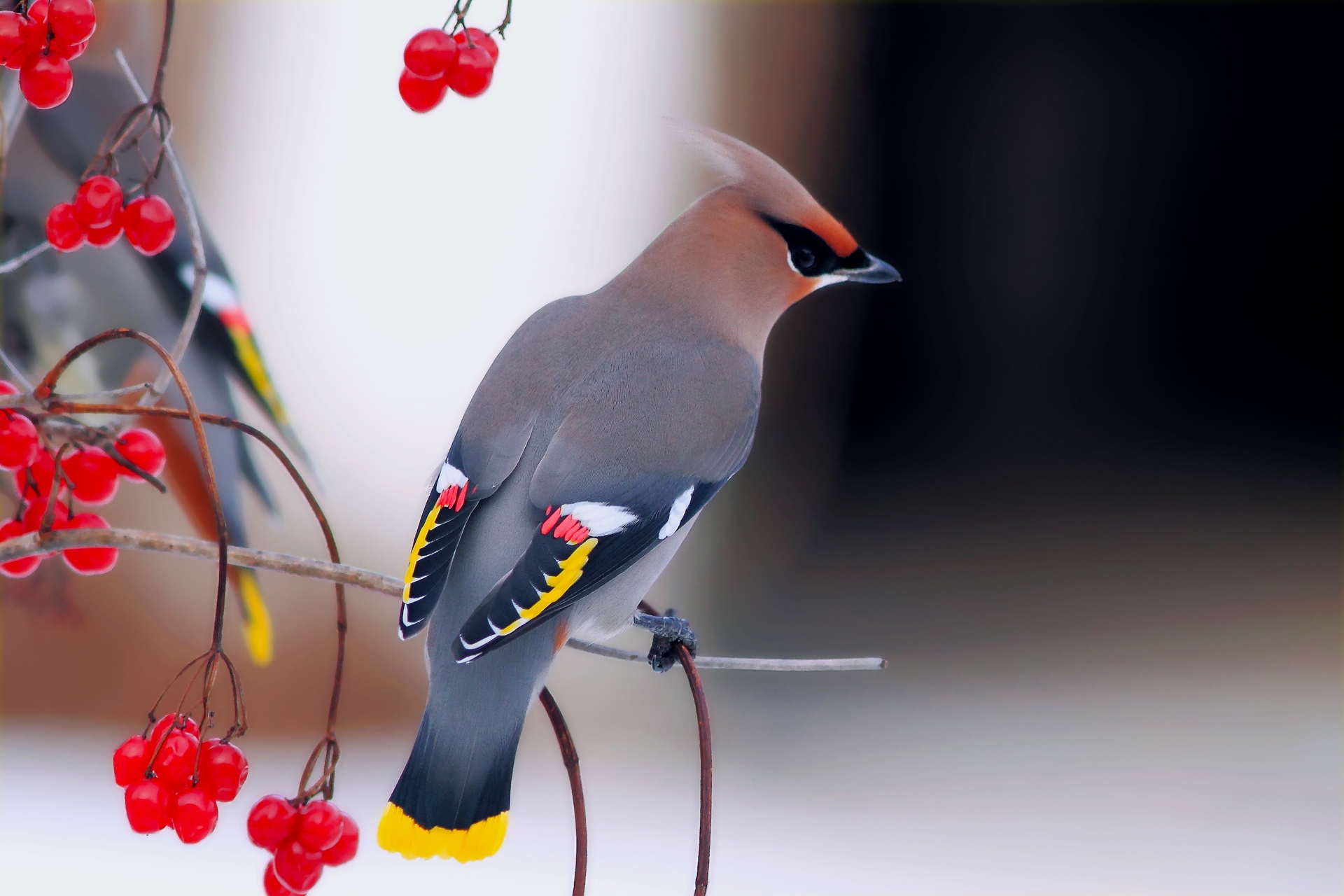 animals, bird, sit, branch, berry, waxwing wallpaper for mobile