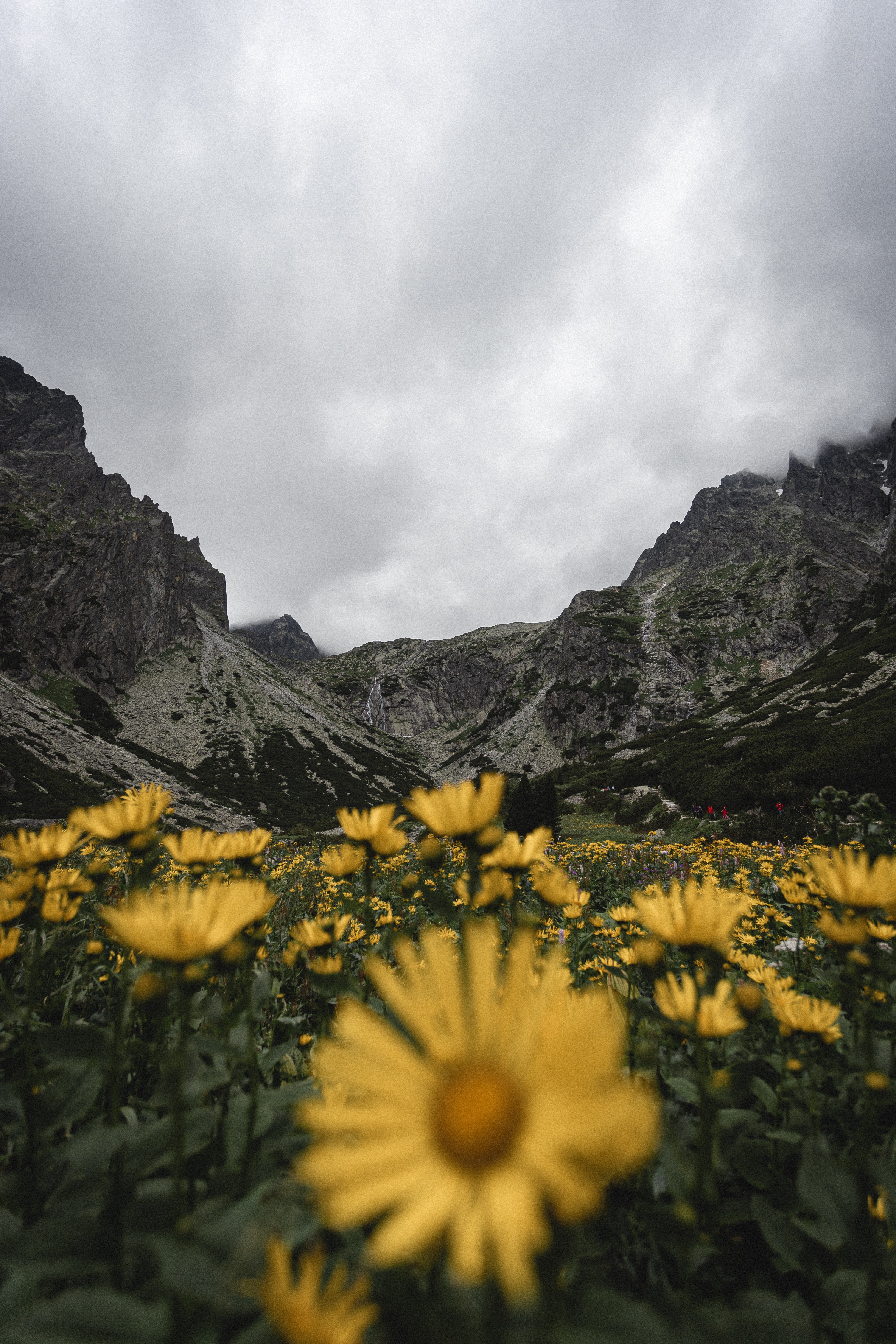 mountains, rocks, flowers, yellow Square Wallpapers