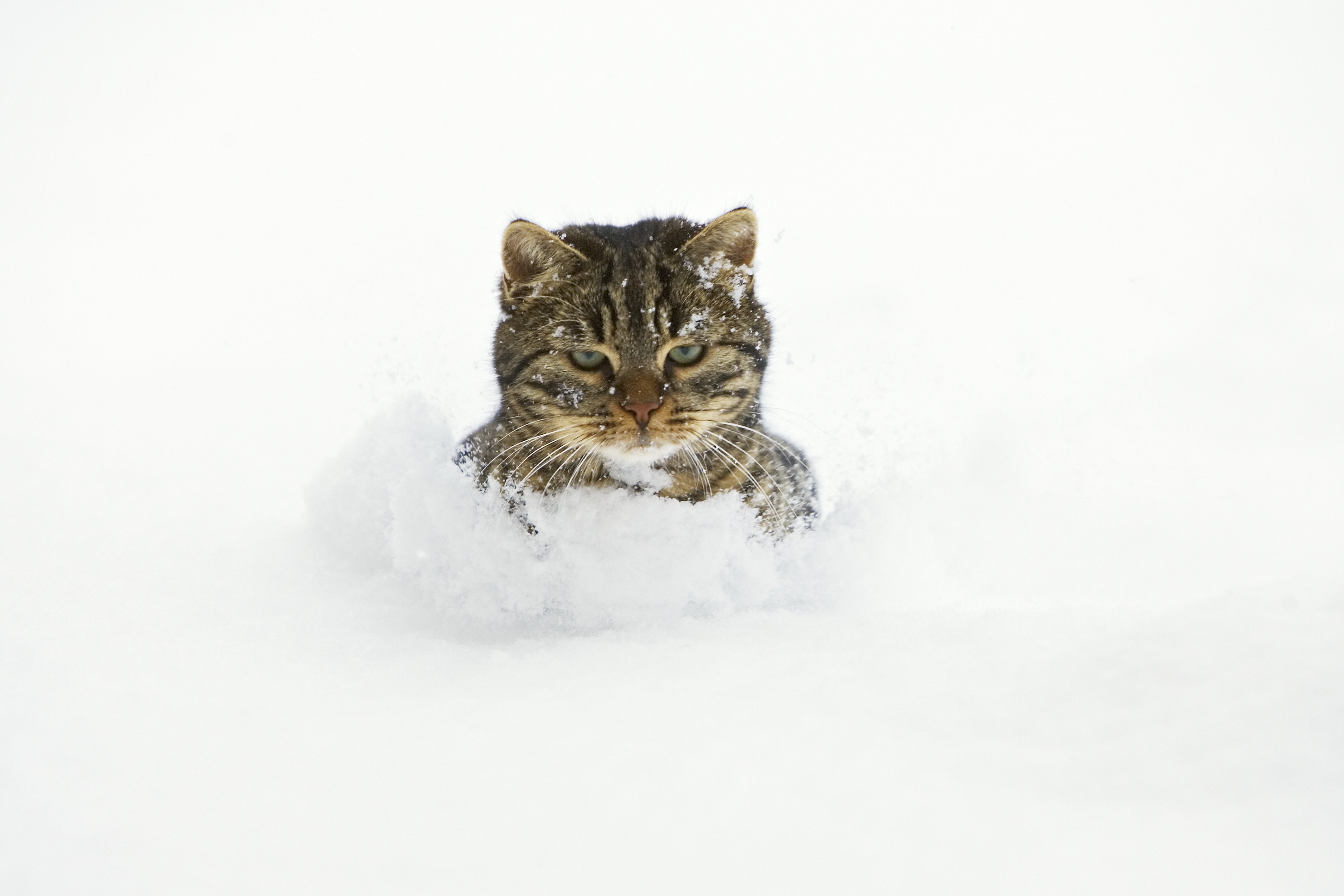 Free download wallpaper Animals, Snow, Cat, Muzzle, Playful on your PC desk...