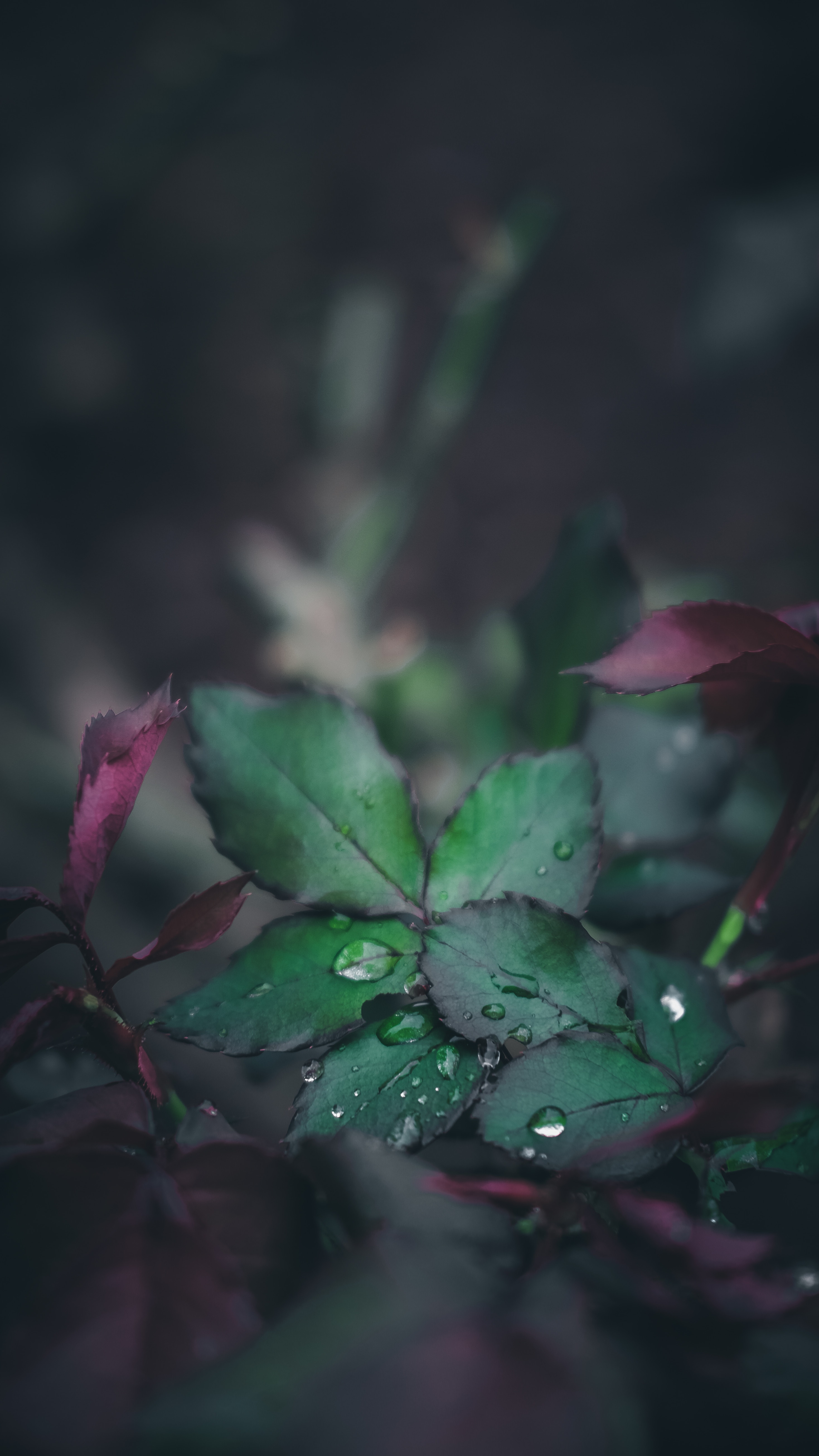 sheet, smooth, drops, macro, blur, leaf, dew Phone Background