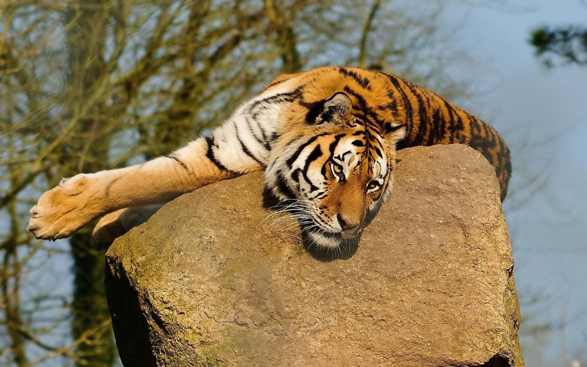 animals, tiger, to lie down, rock Windows Mobile Wallpaper