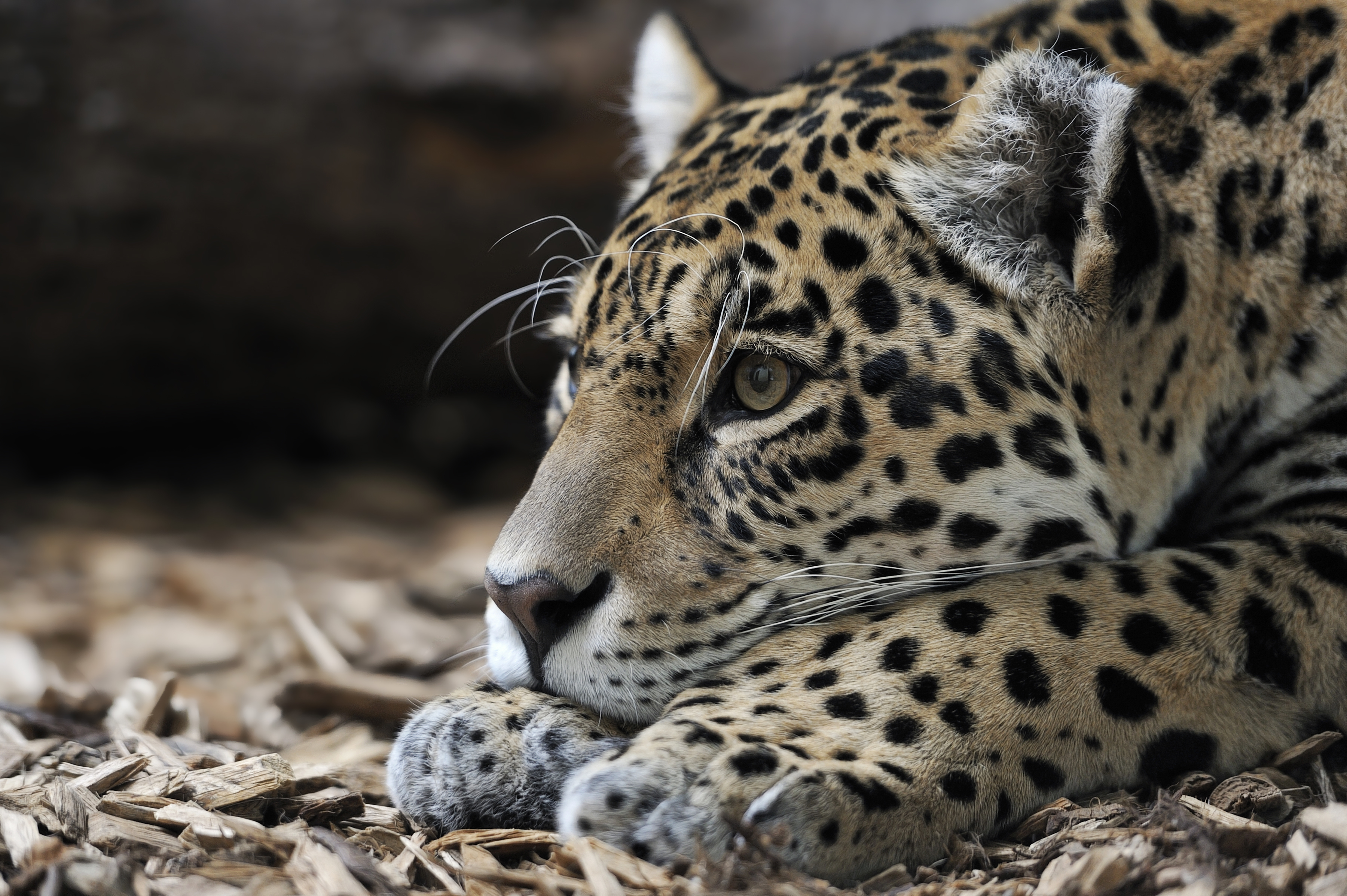 87947 Bild herunterladen tiere, jaguar, schnauze, raubtier, predator, große katze, big cat - Hintergrundbilder und Bildschirmschoner kostenlos