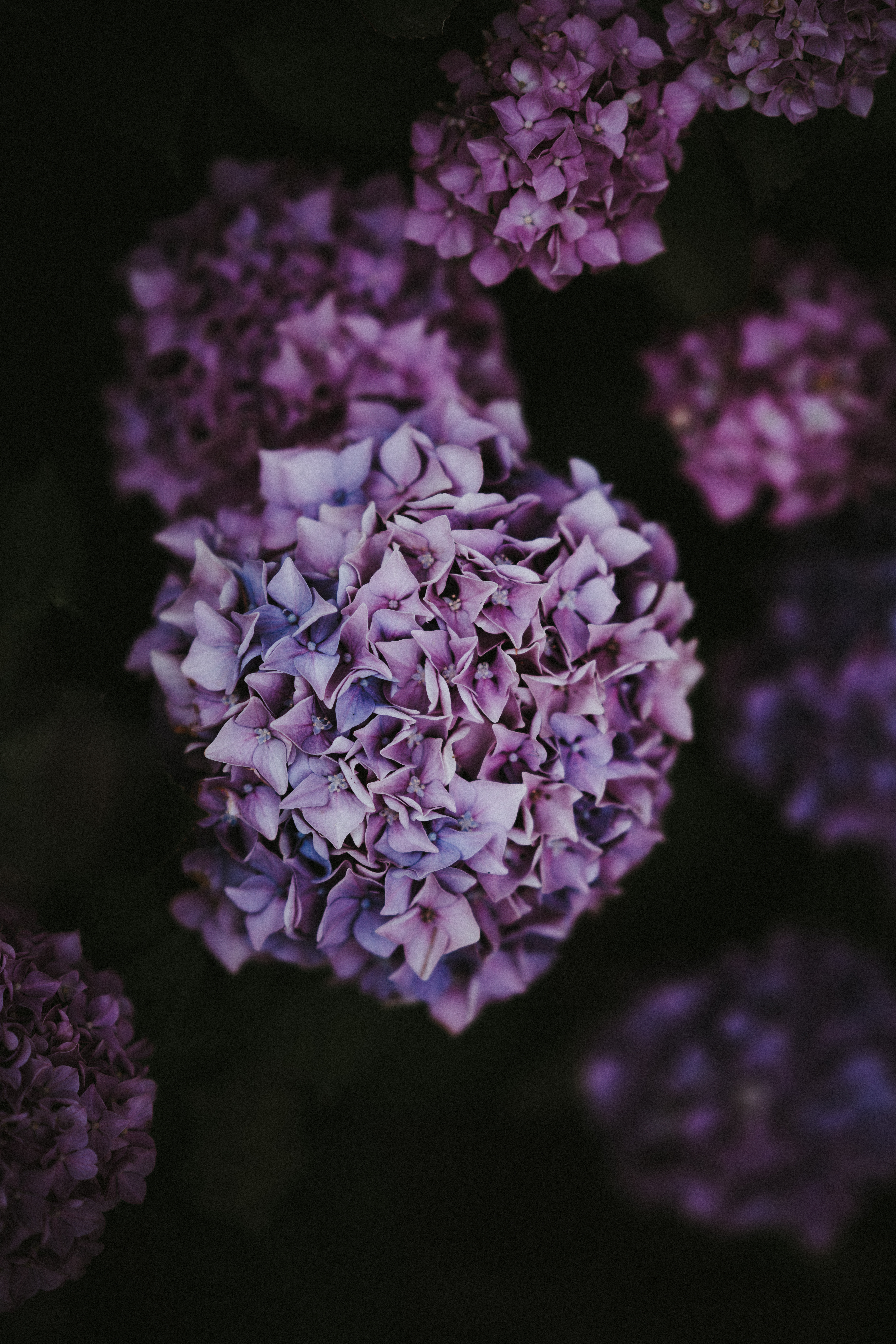 100281 Bild herunterladen blumen, rosa, bush, busch, lila, hortensie, blütenstände, blütenstand - Hintergrundbilder und Bildschirmschoner kostenlos