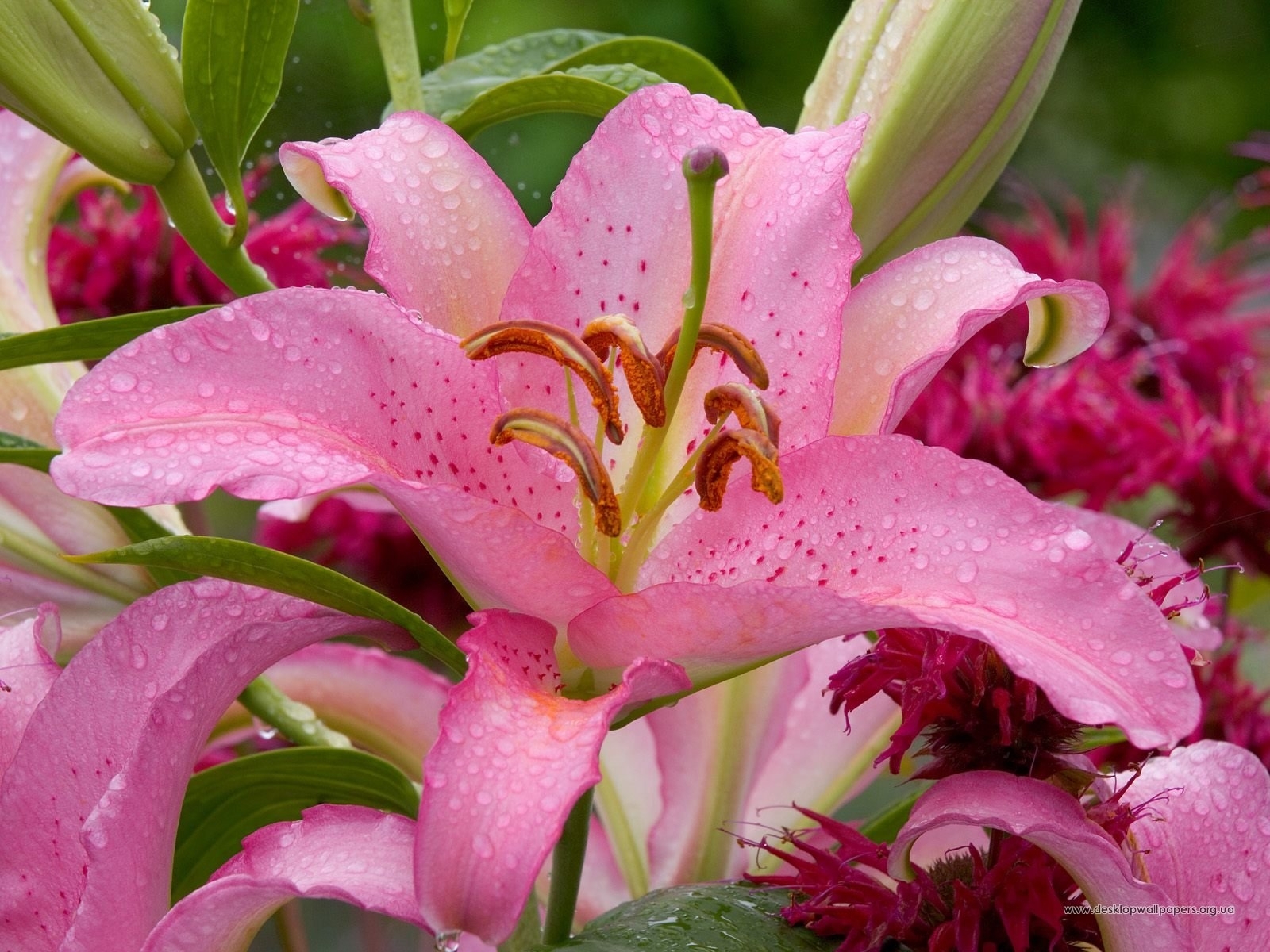 Download mobile wallpaper Plants, Flowers, Lilies for free.
