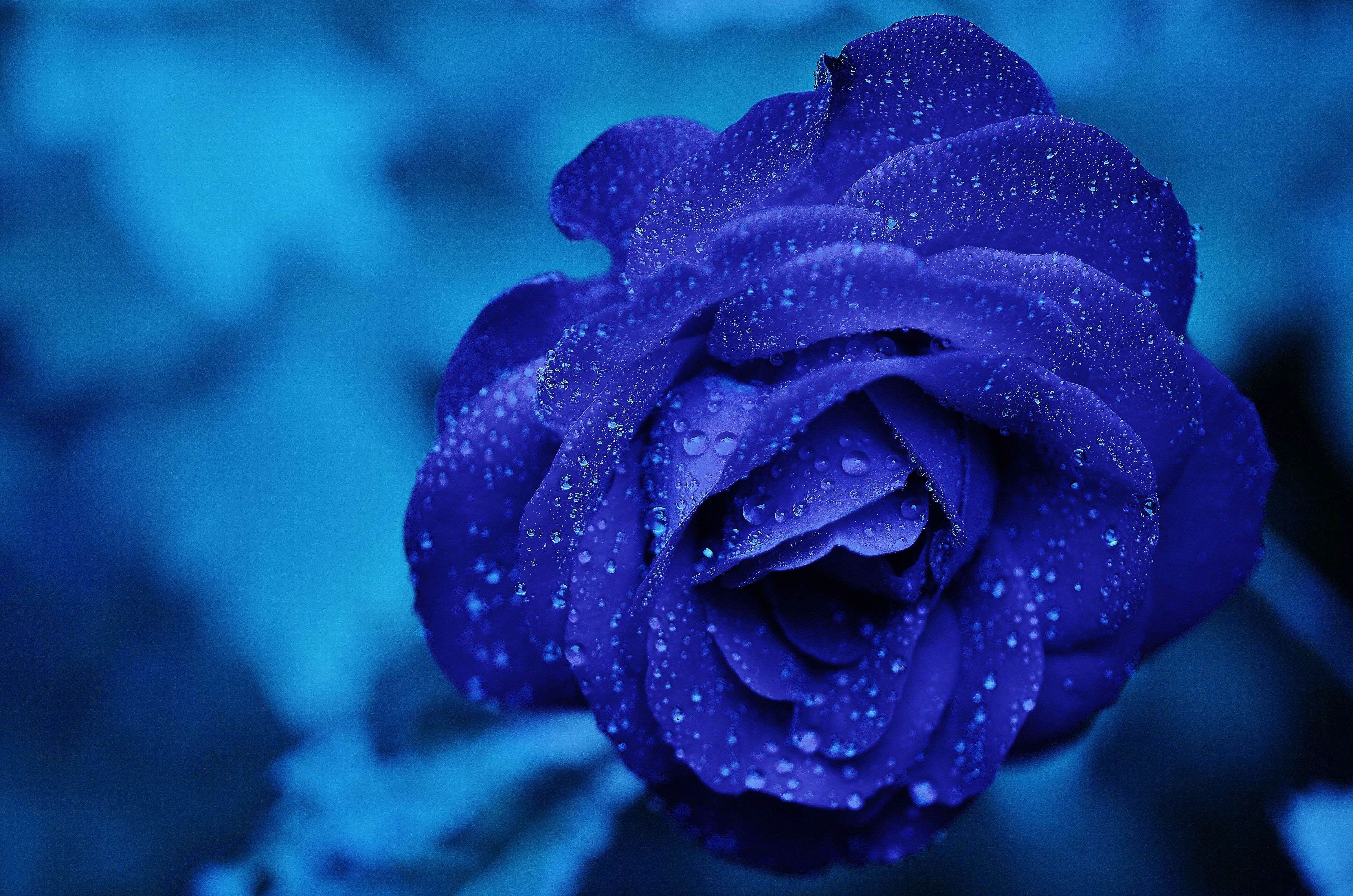 drops, blue rose, flower, macro, bud HD wallpaper