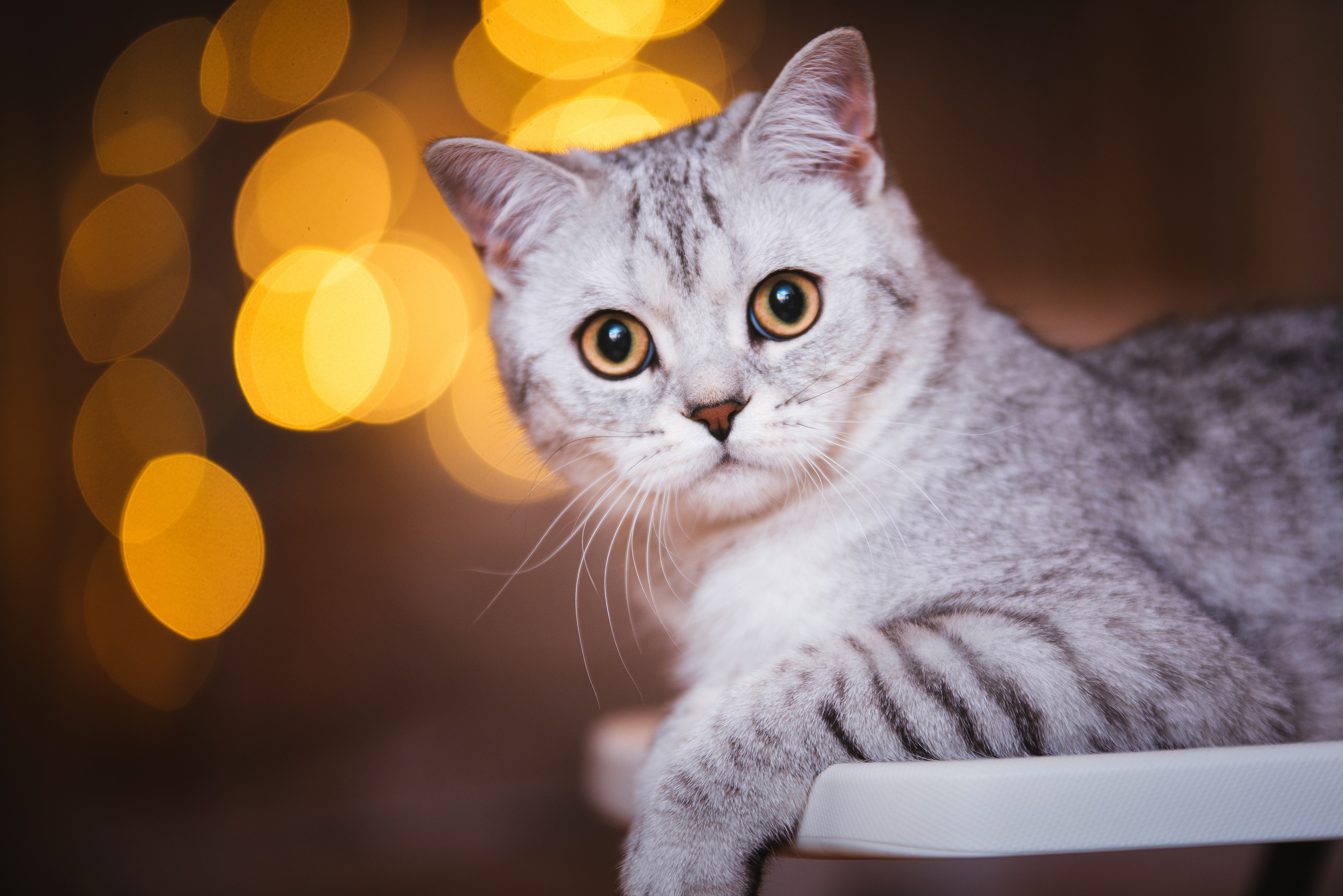 Британский кот полосатый серый