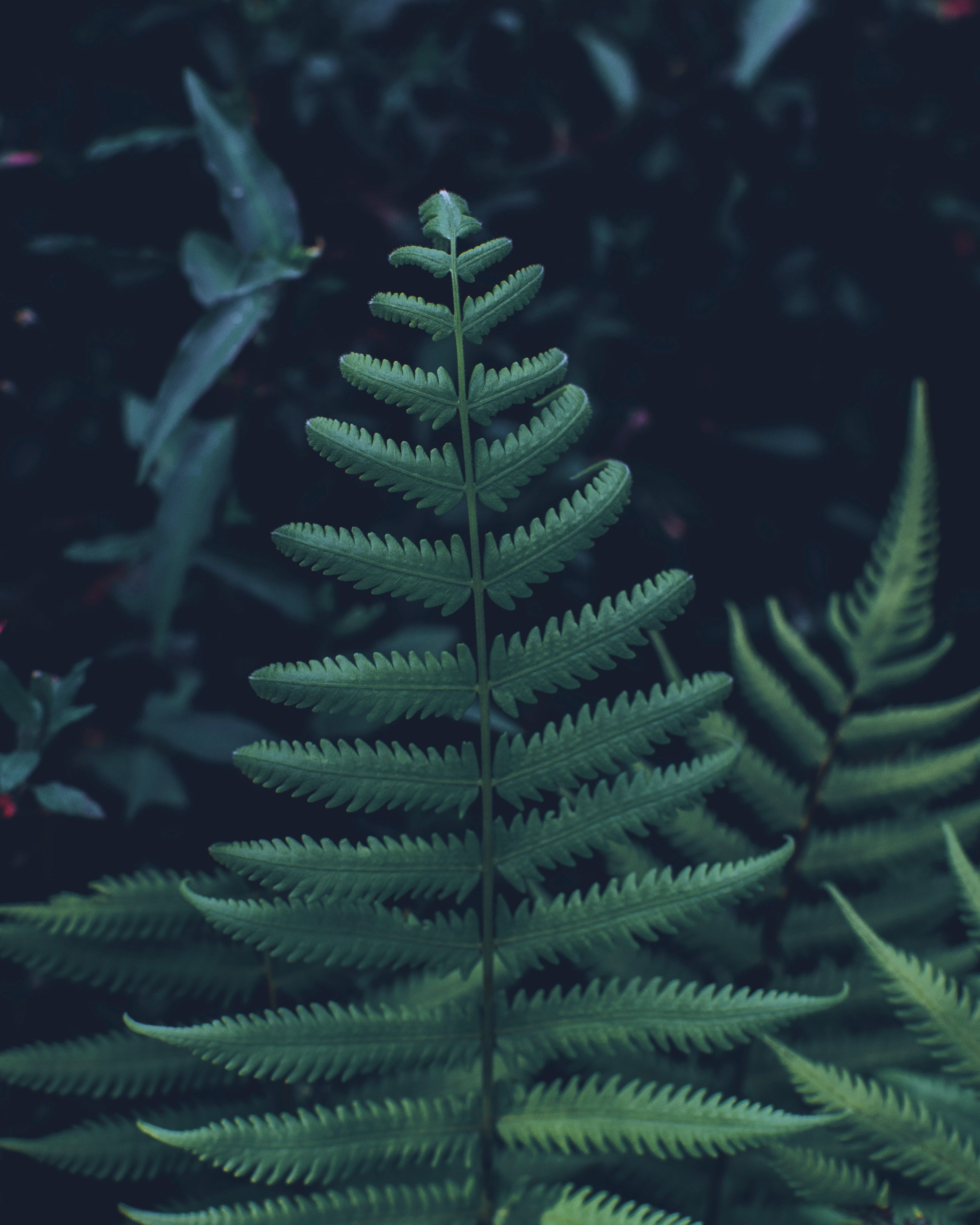 Laden Sie das Blätter, Pflanze, Makro, Farn, Geschnitzt, Vegetation-Bild kostenlos auf Ihren PC-Desktop herunter