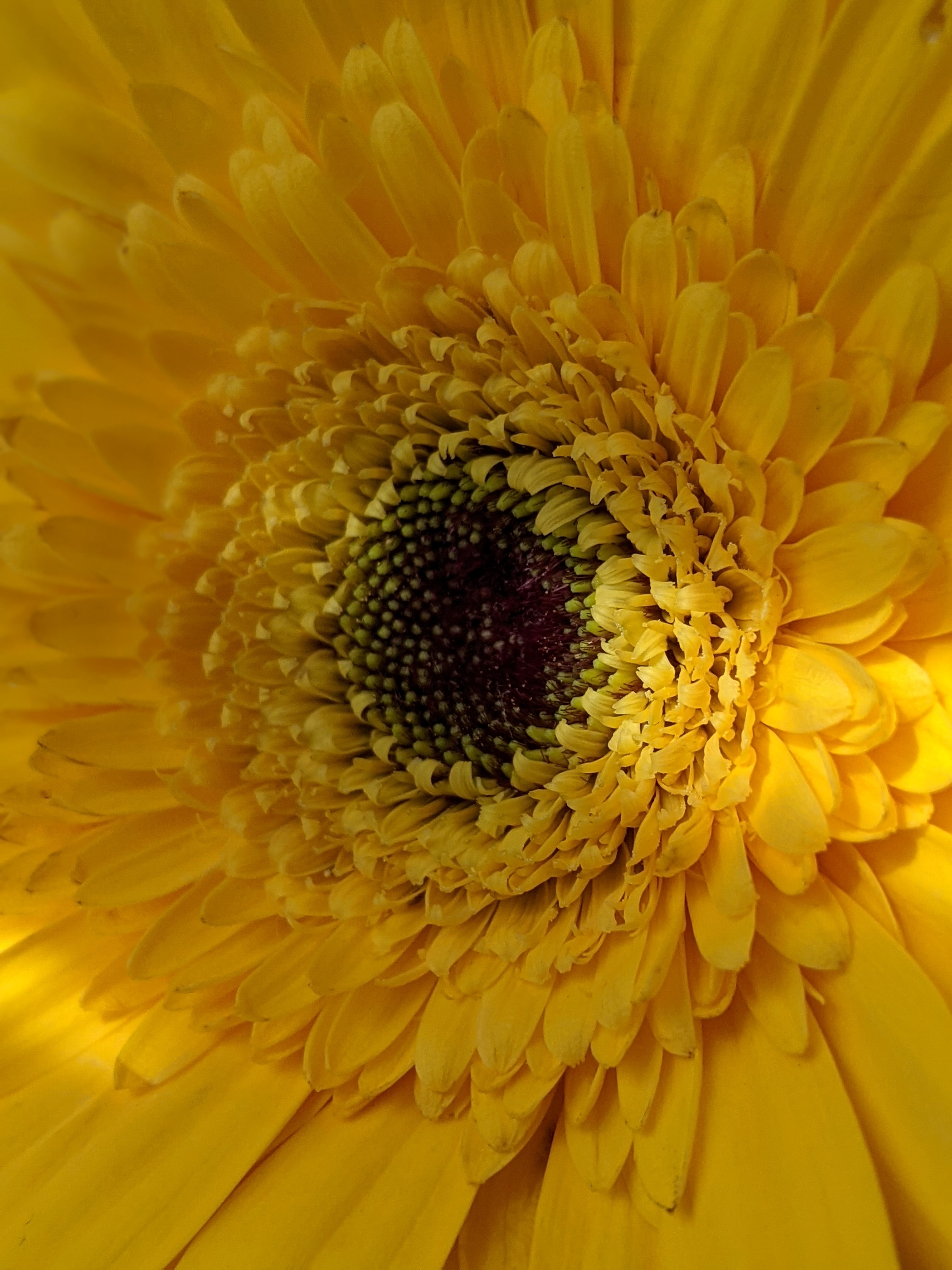 Laden Sie das Gerbera, Blume, Makro, Blütenblätter-Bild kostenlos auf Ihren PC-Desktop herunter