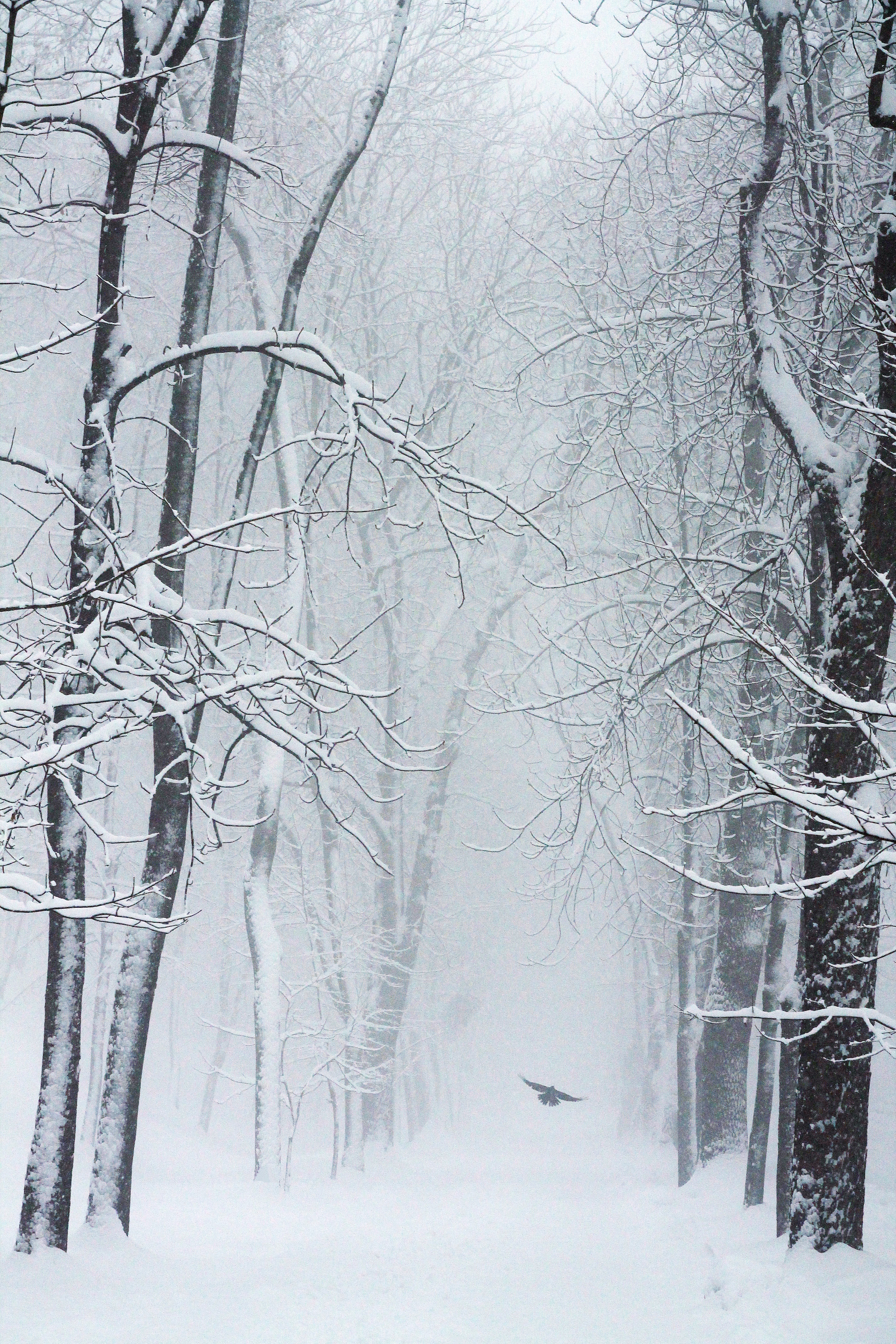 76730 Bild herunterladen schneesturm, winter, natur, bäume, schnee, vogel - Hintergrundbilder und Bildschirmschoner kostenlos