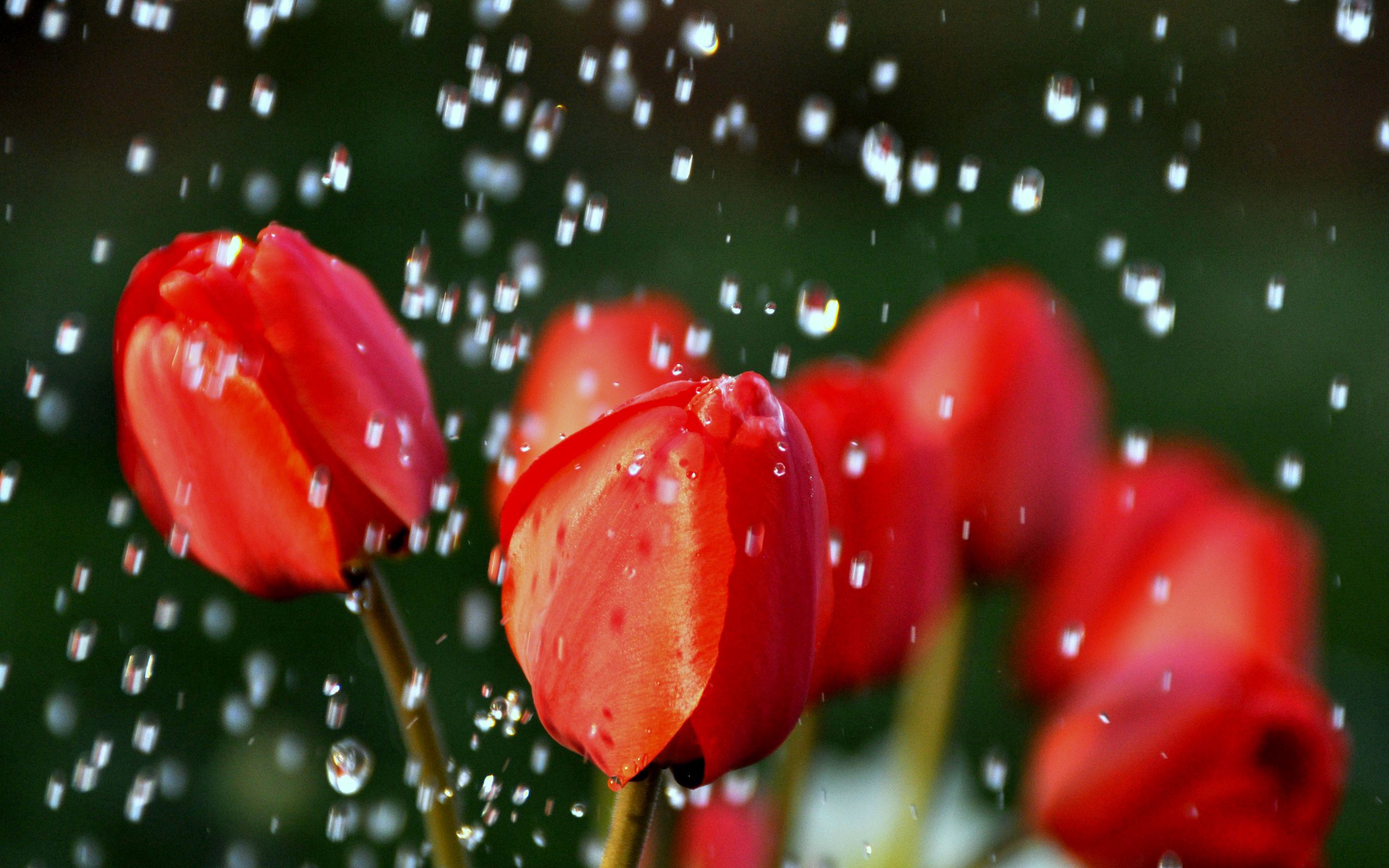 53911 download wallpaper tulips, flowers, drops, blur, smooth, buds screensavers and pictures for free