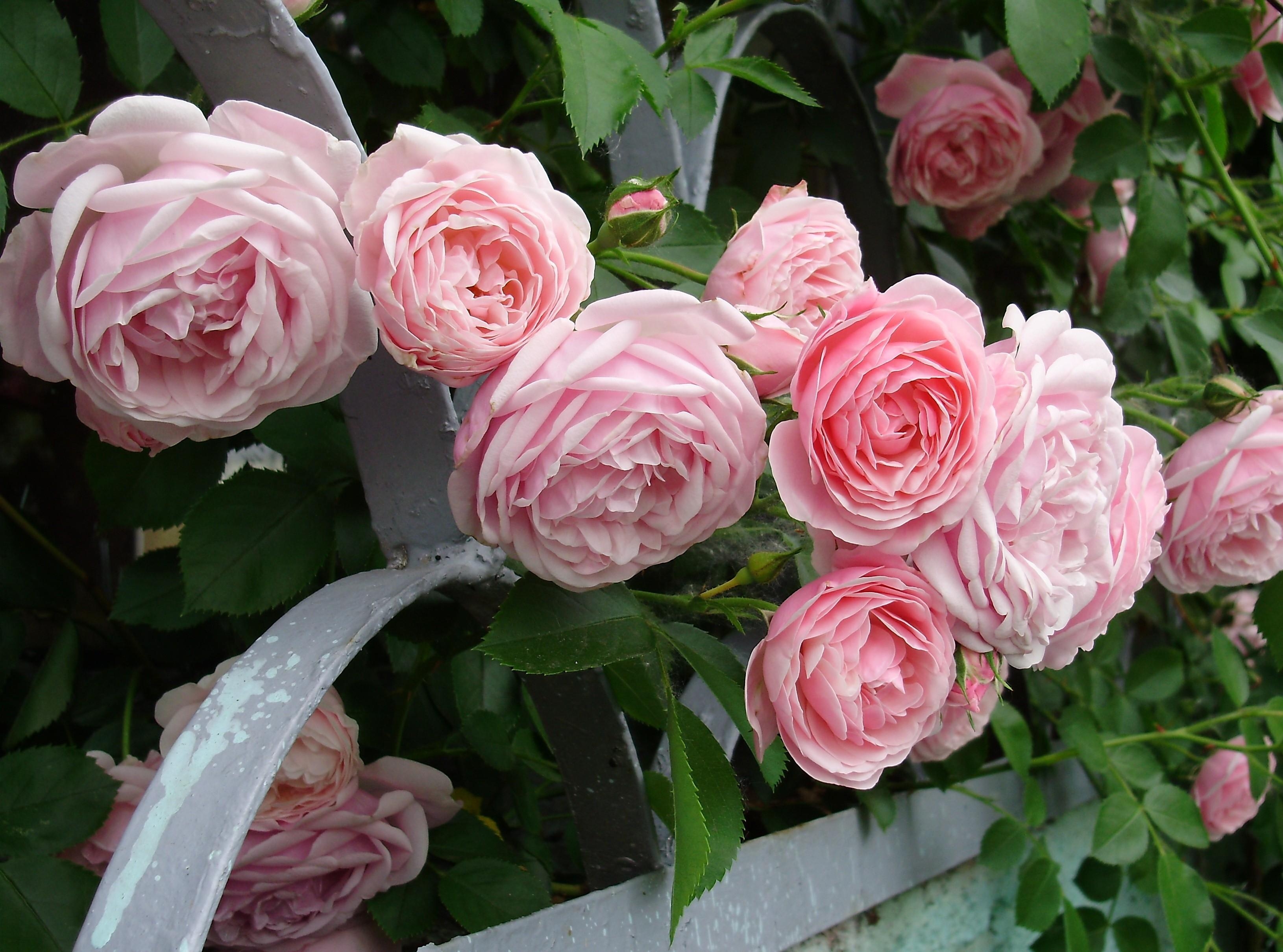 Free HD garden, flowers, roses, bush, fencing, enclosure