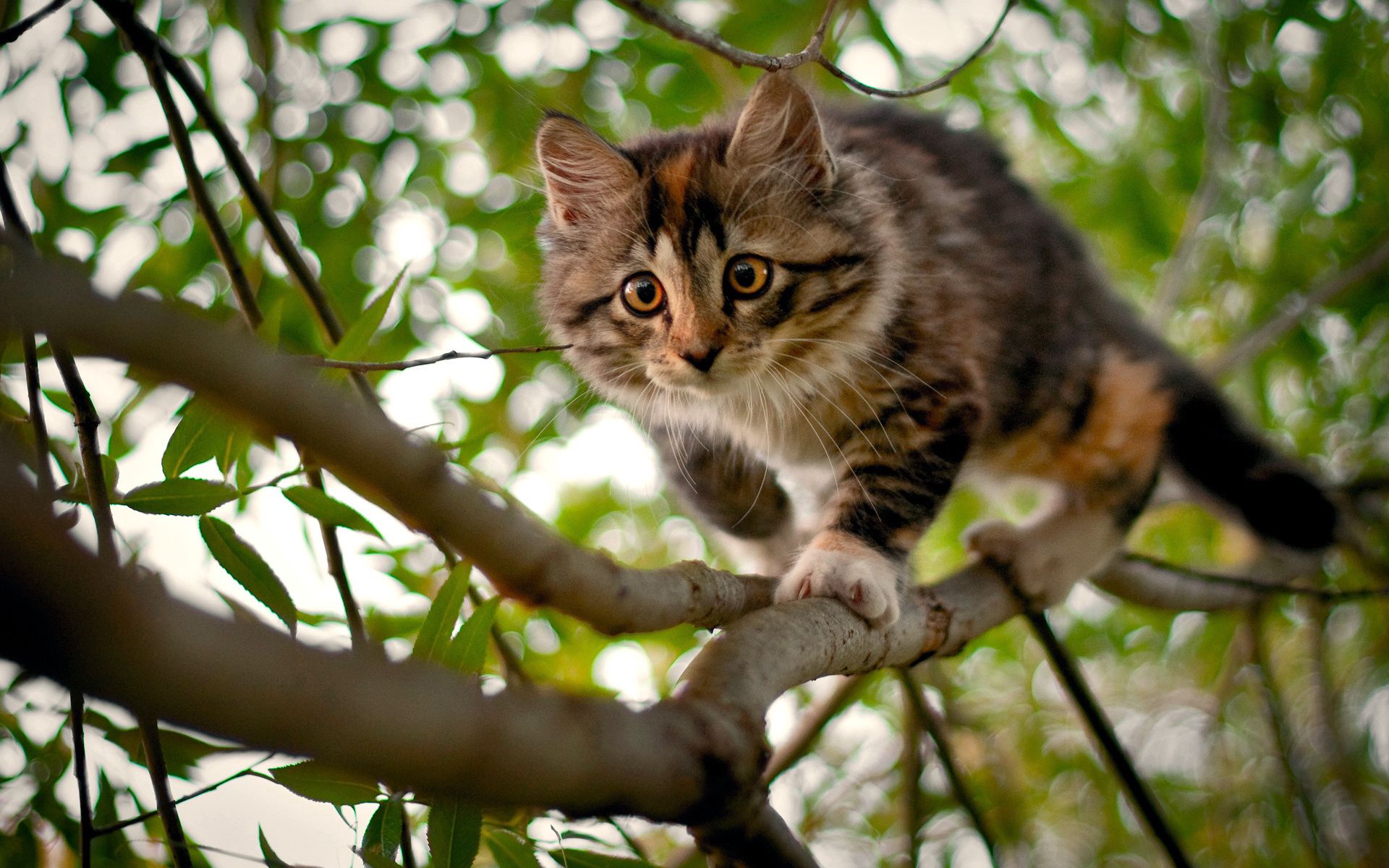 58237 скачать обои котенок, животные, дерево, пятнистый, ветки, любопытство - заставки и картинки бесплатно