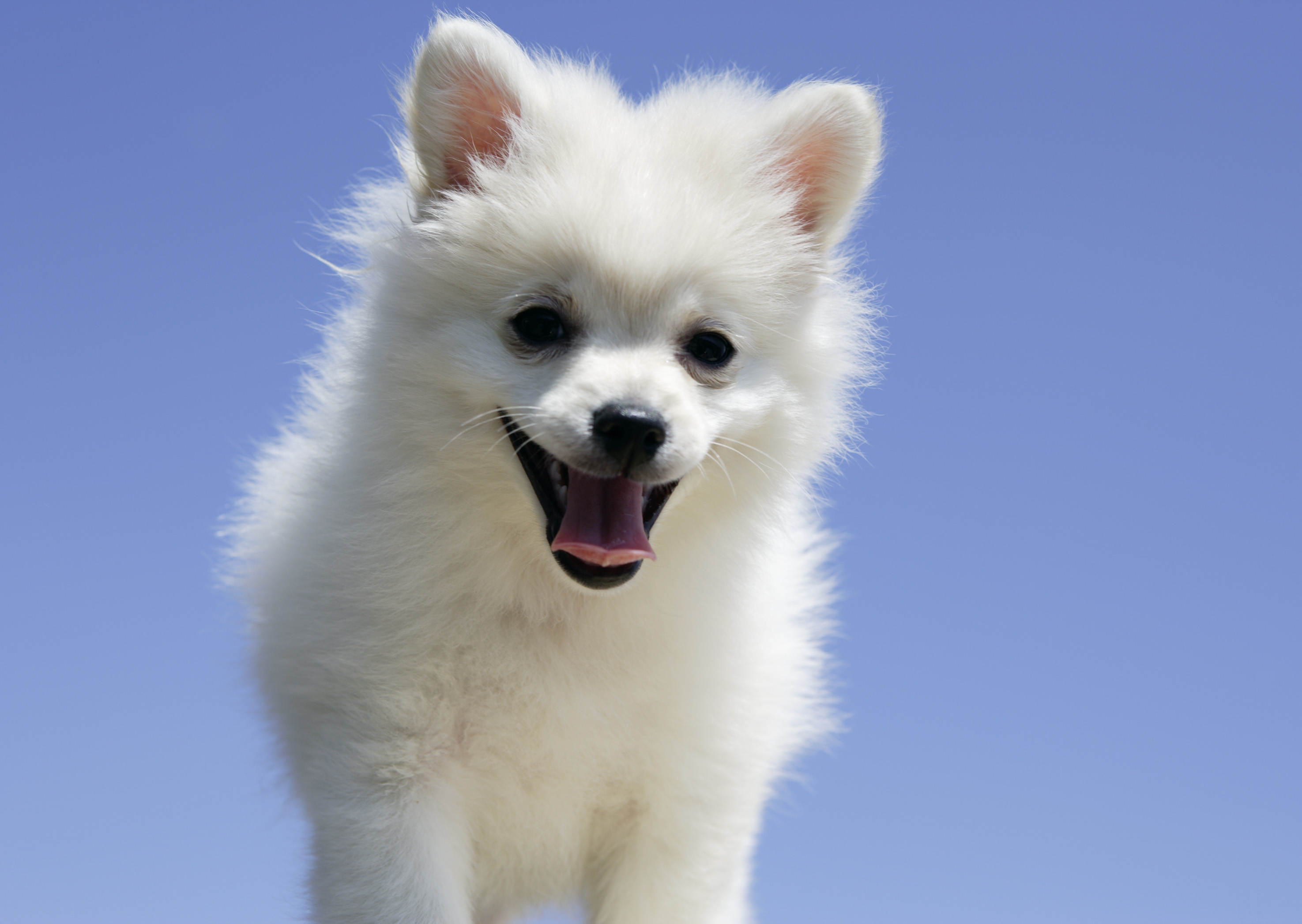 135747 download wallpaper puppy, animals, dog, language, tongue screensavers and pictures for free