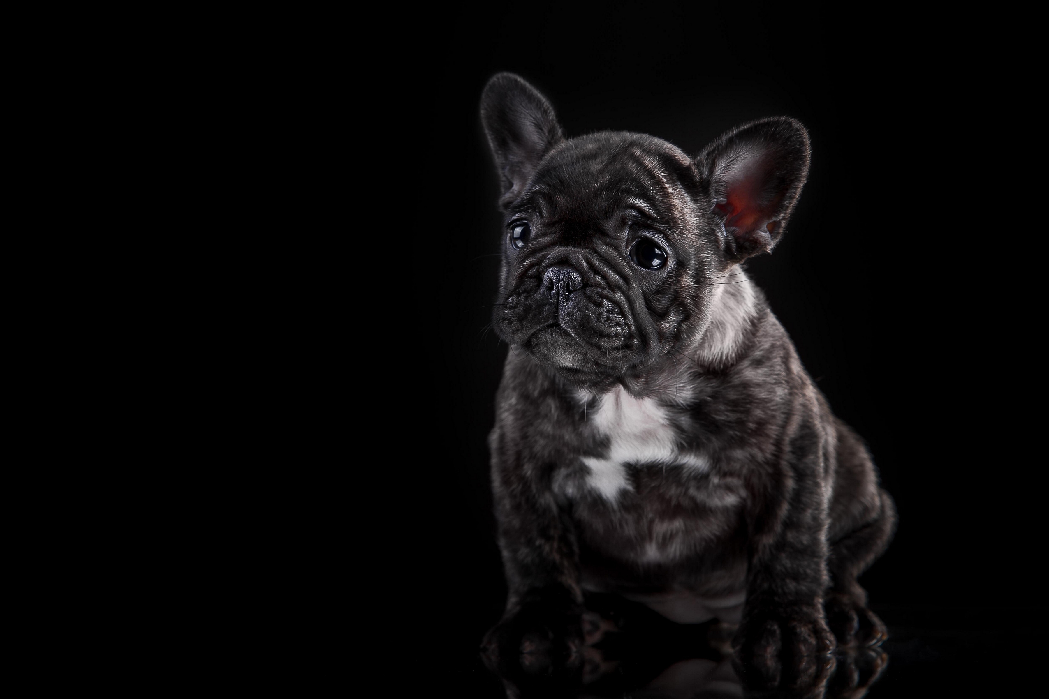 114308 download wallpaper puppy, dark, dog, french bulldog screensavers and pictures for free