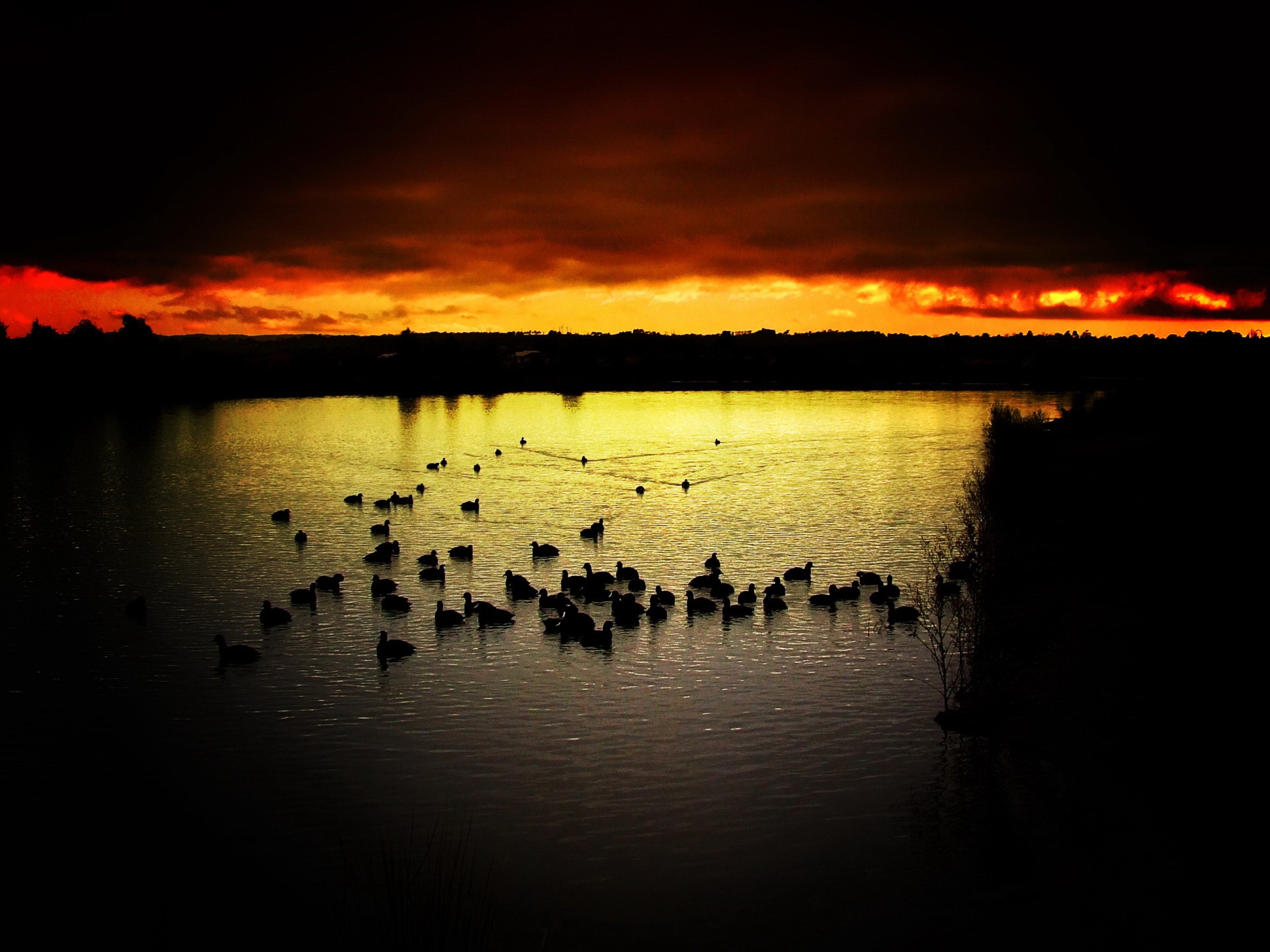 Laden Sie das Natur, Sunset, Ducks, Sky, See, Abend-Bild kostenlos auf Ihren PC-Desktop herunter