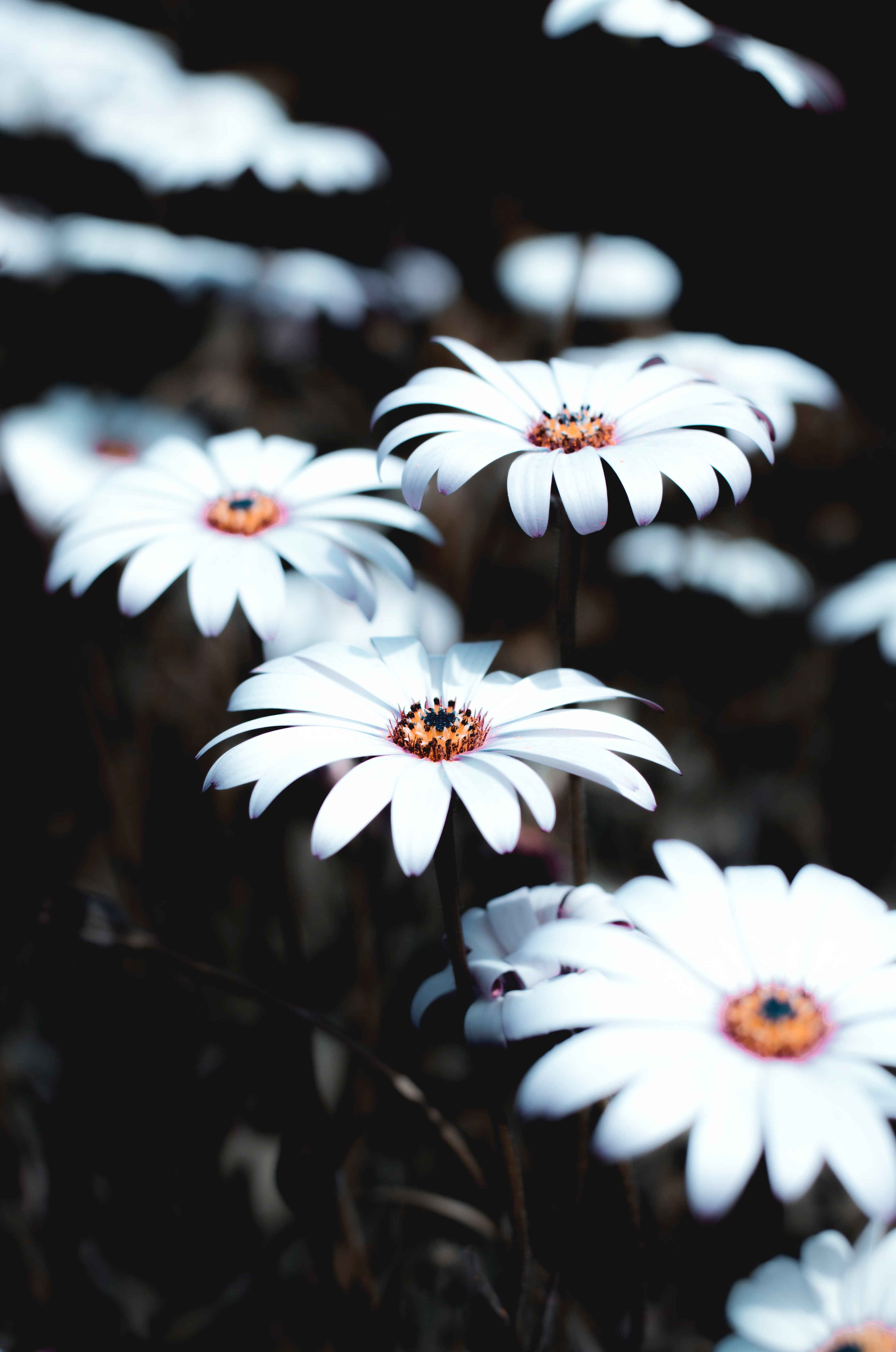 plant, flowers, white, bloom, flowering, osteospermum, african chamomile, african daisy HD wallpaper