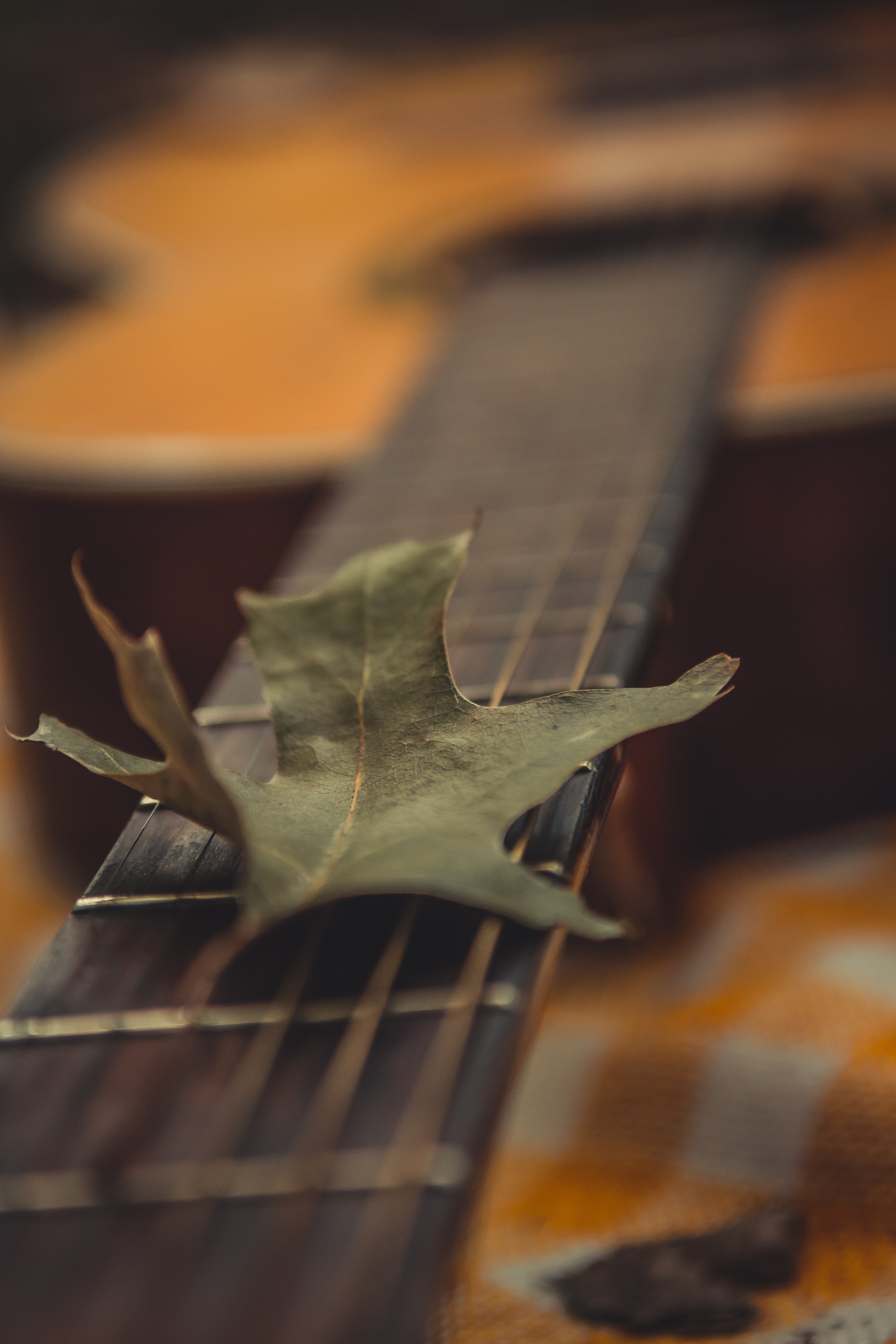 129820 Screensavers and Wallpapers Guitar for phone. Download green, macro, guitar, dry, leaflet pictures for free