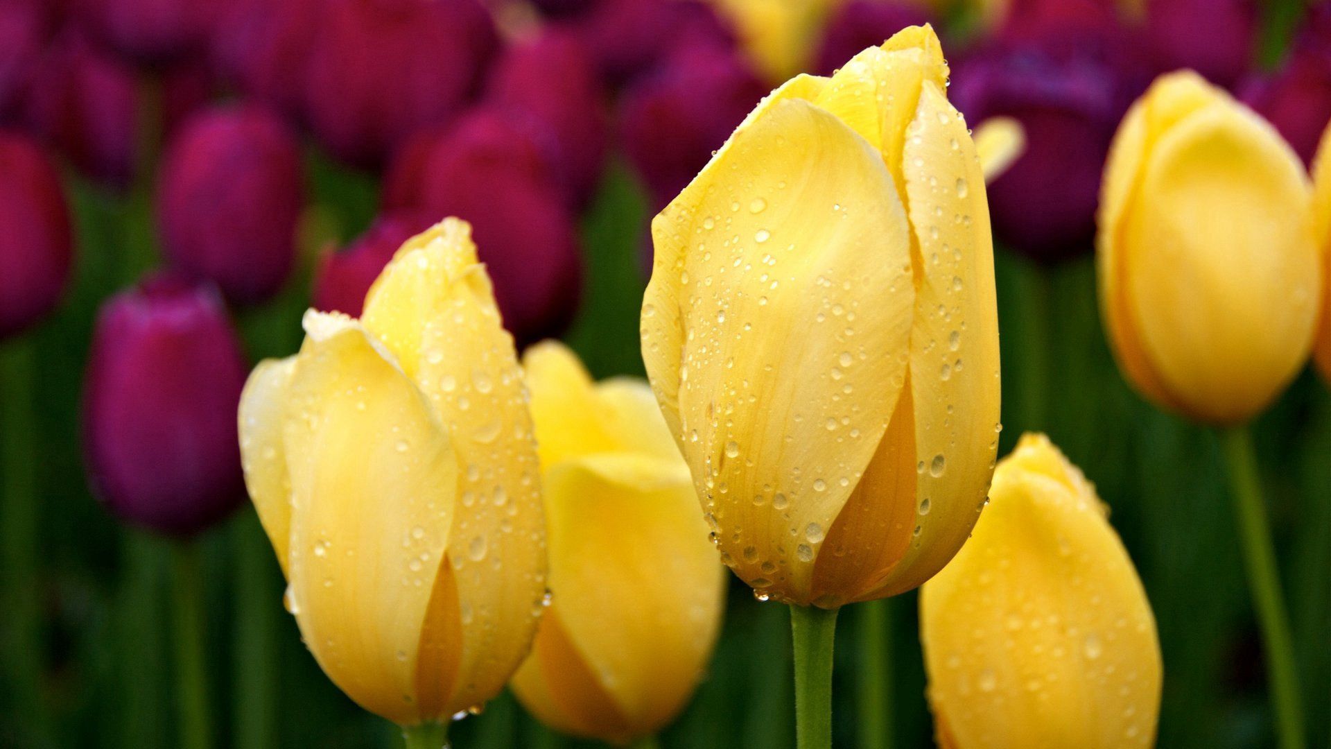 Tulips drops, greens, different, flowers 8k Backgrounds