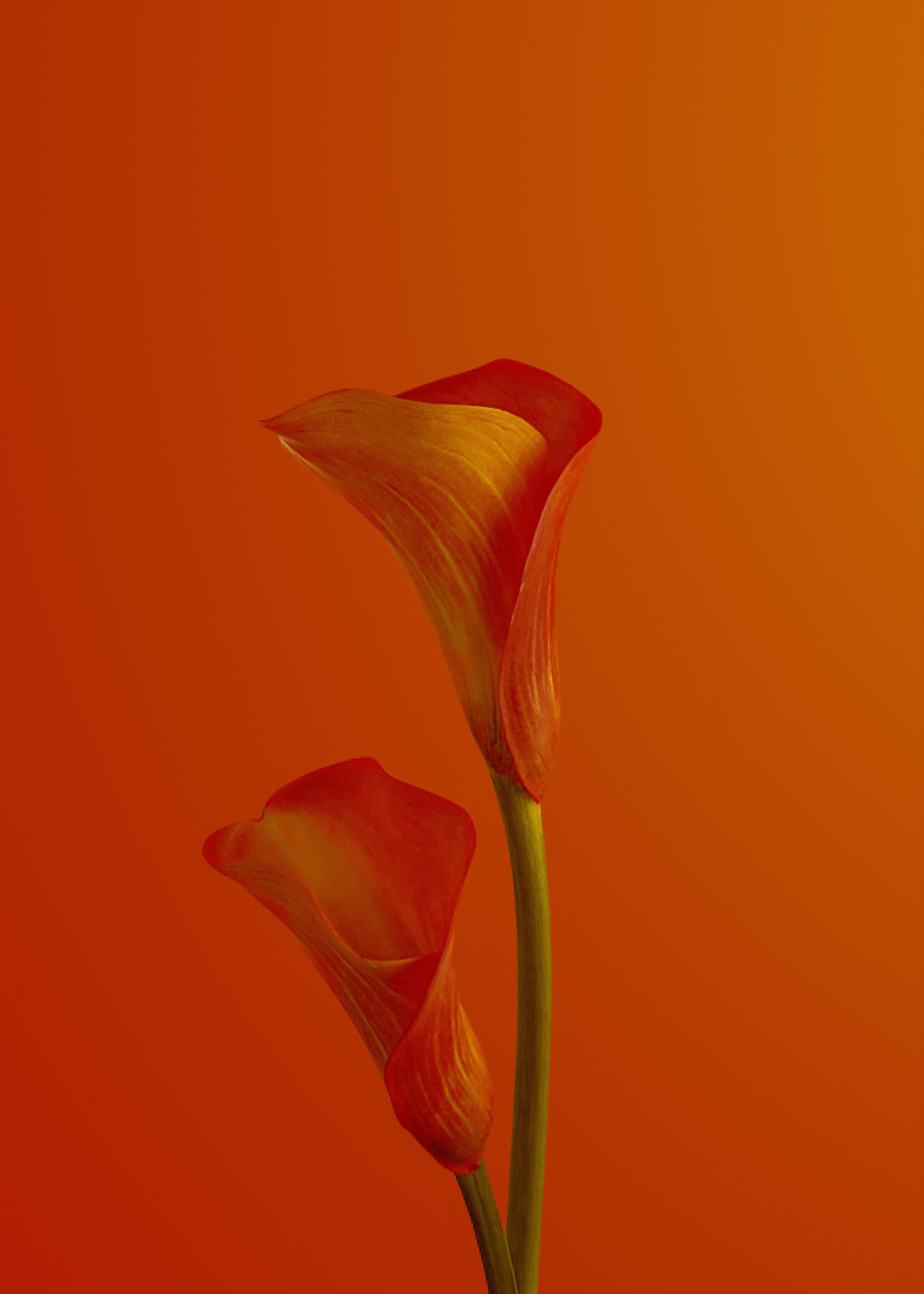 Download mobile wallpaper Flowers, Flowering, Calla, Call, Bloom, Flower for free.