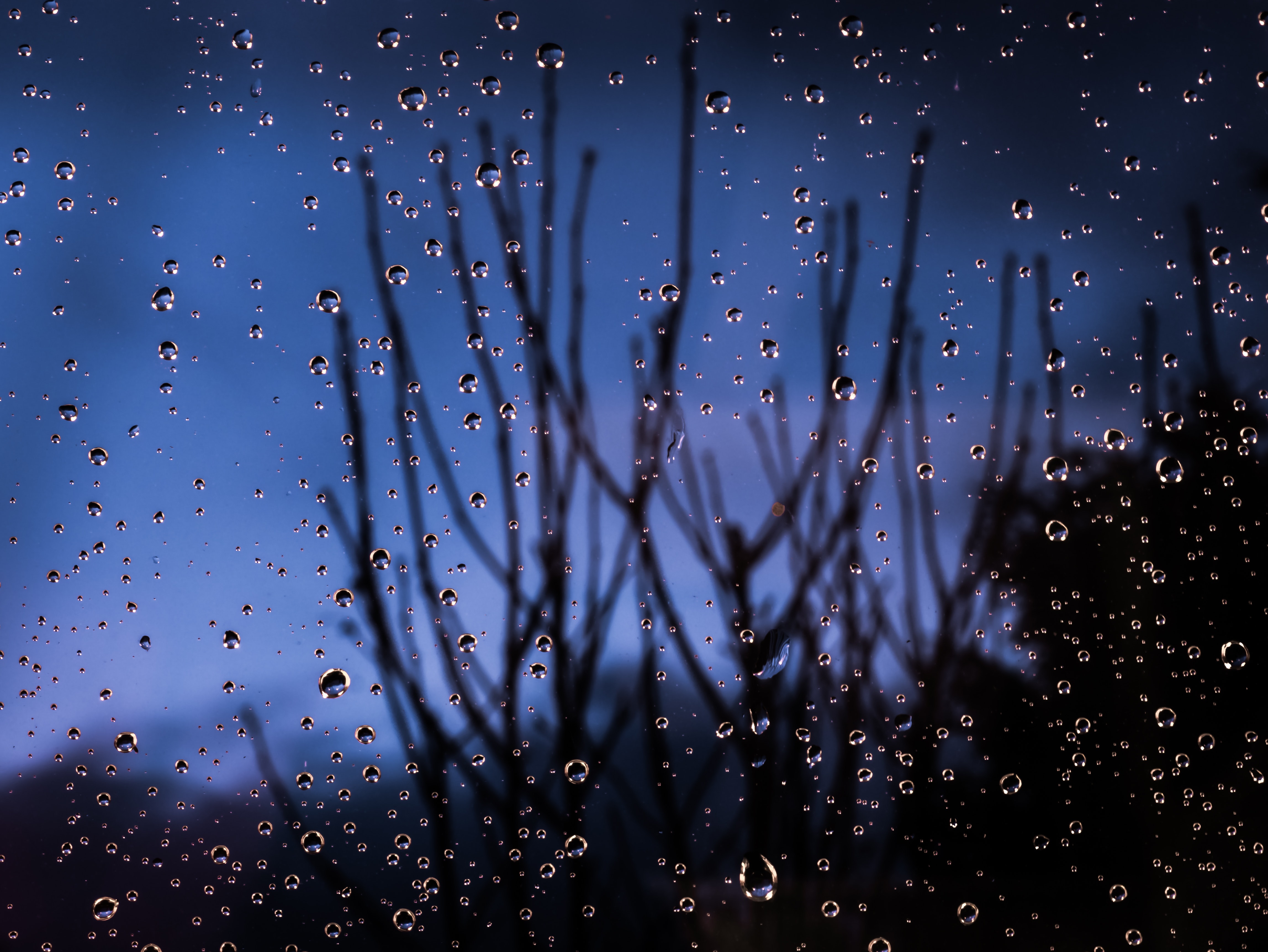 moisture, glass, drops, macro, blur, smooth, branches
