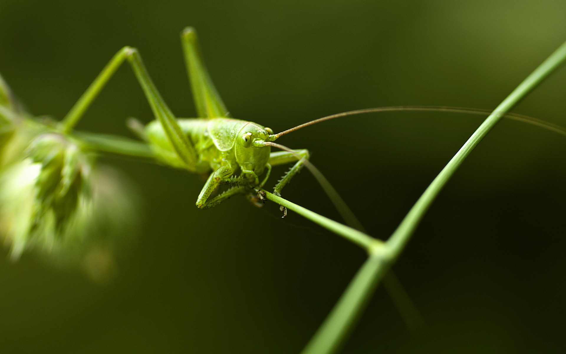 animal, grasshopper cellphone