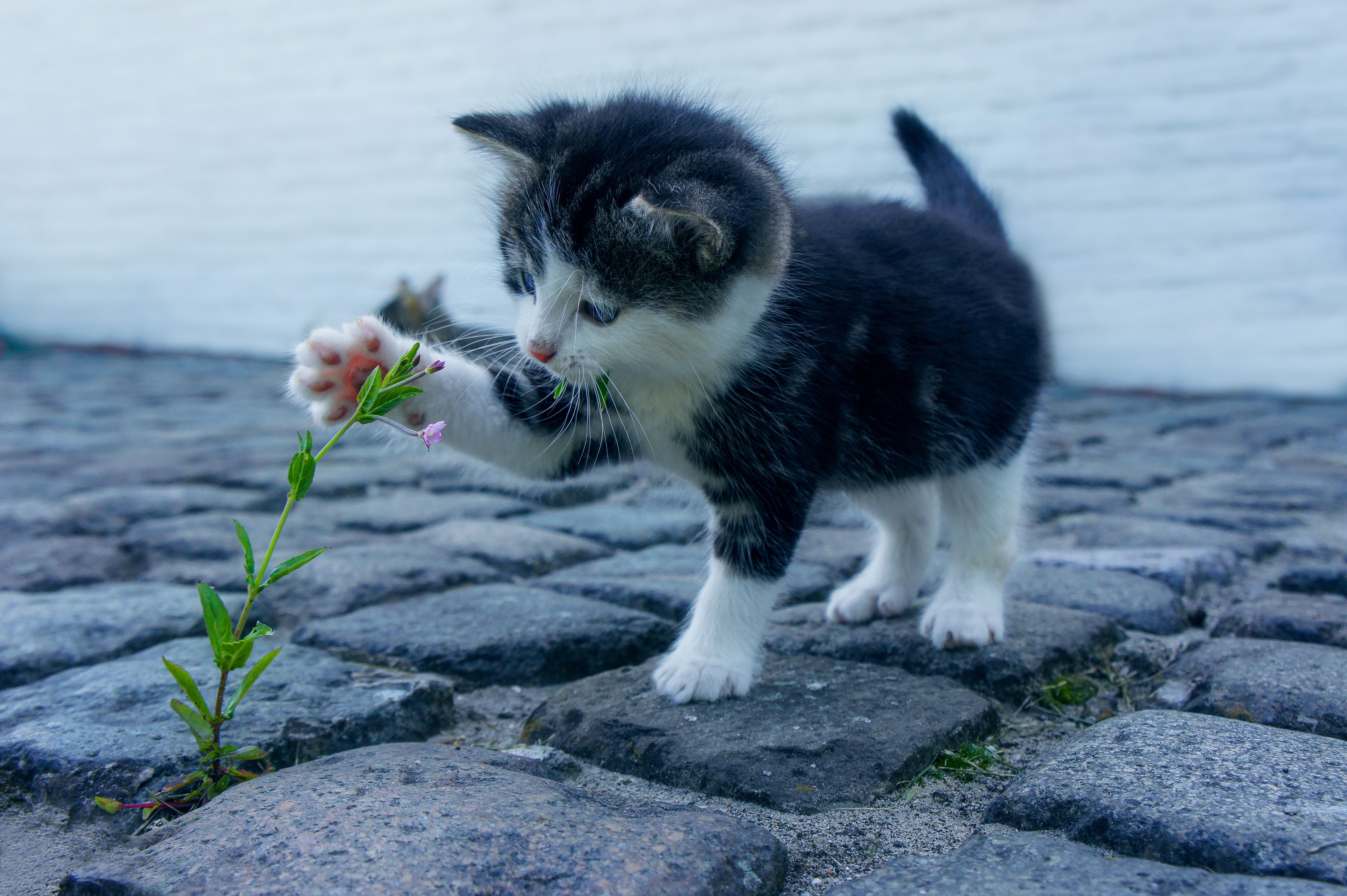 kitten, animals, flower, kitty, nice, sweetheart, kid, tot, floweret
