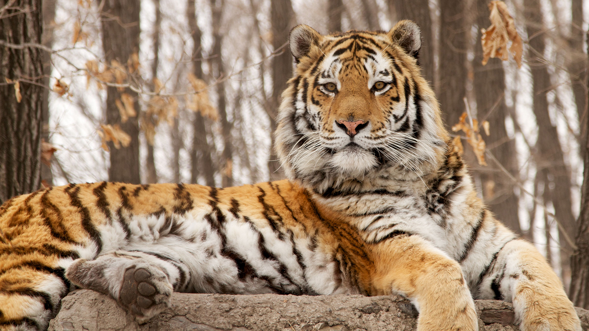 Амурский тигр фото в хорошем качестве крупным планом