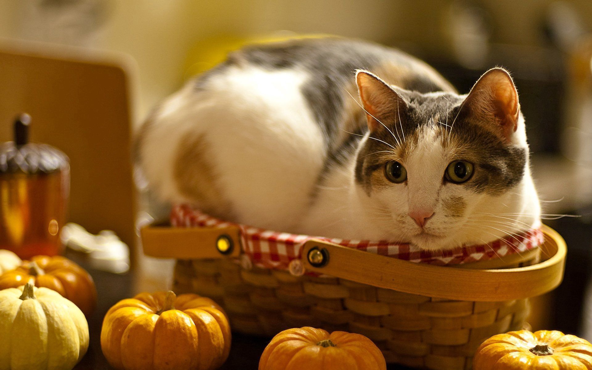 150411 download wallpaper animals, pumpkin, cat, to lie down, lie, basket, curiosity screensavers and pictures for free