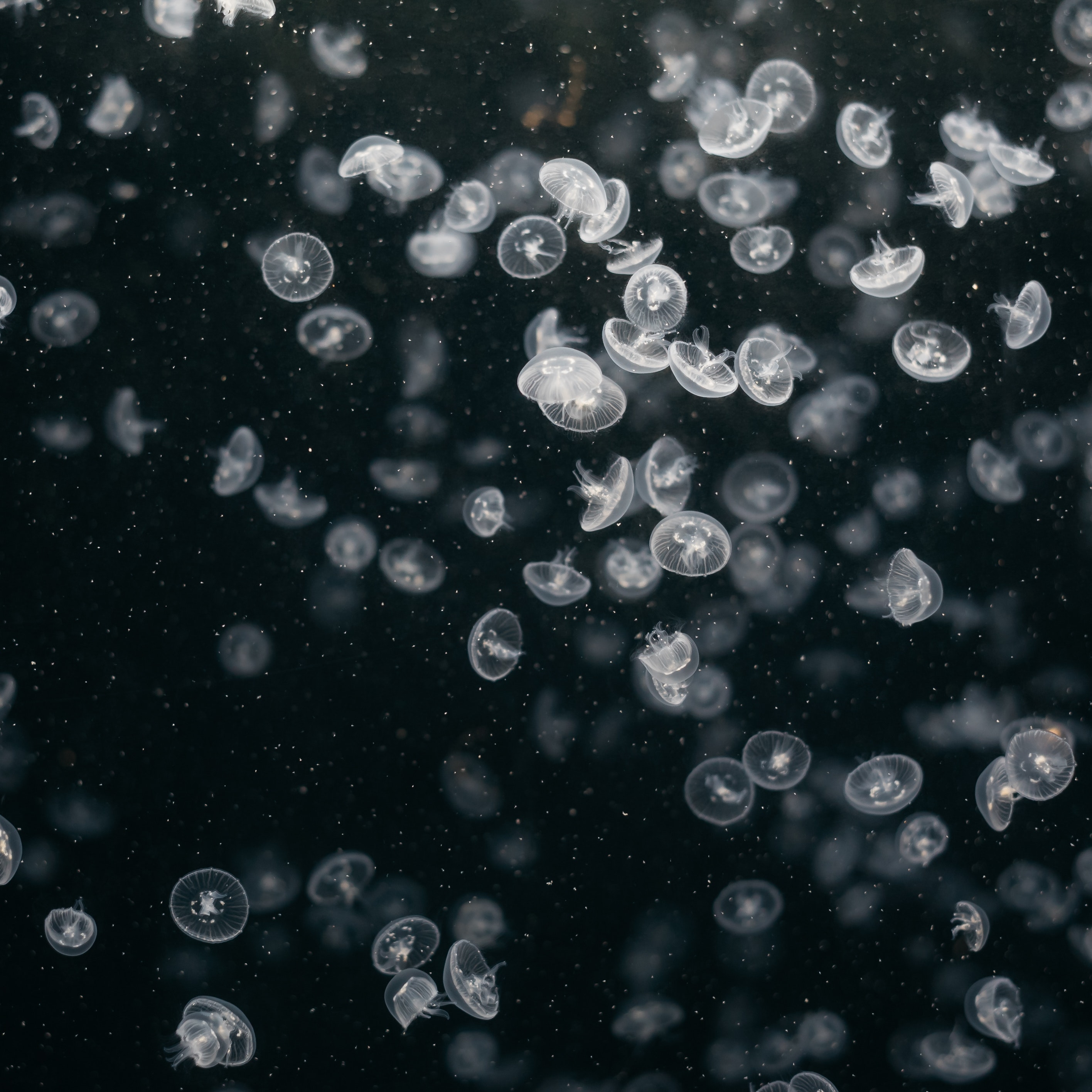 32k Wallpaper Underwater World jellyfish, to swim, swim, ocean