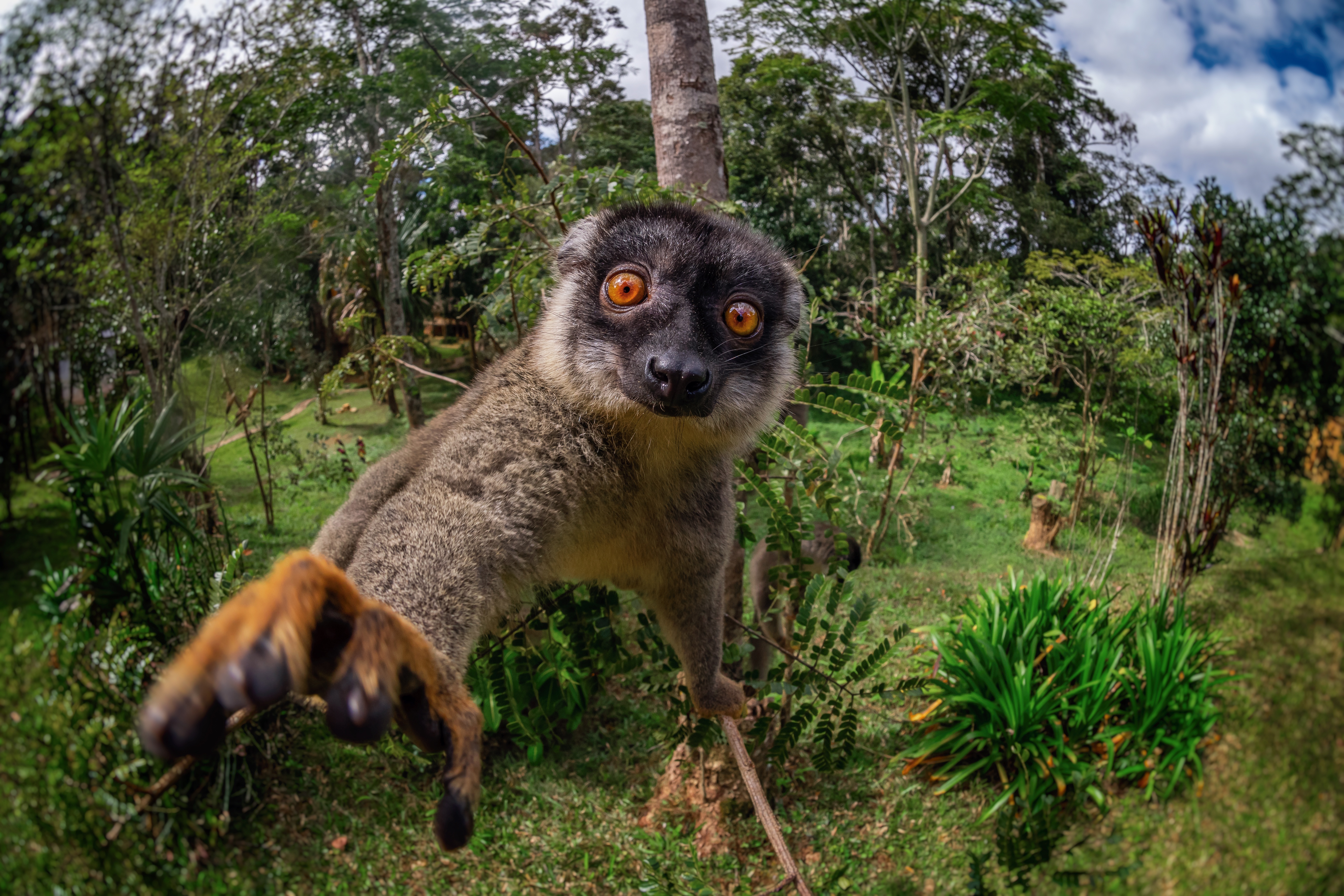 Smartphone Background lemur, monkeys, primate, animal