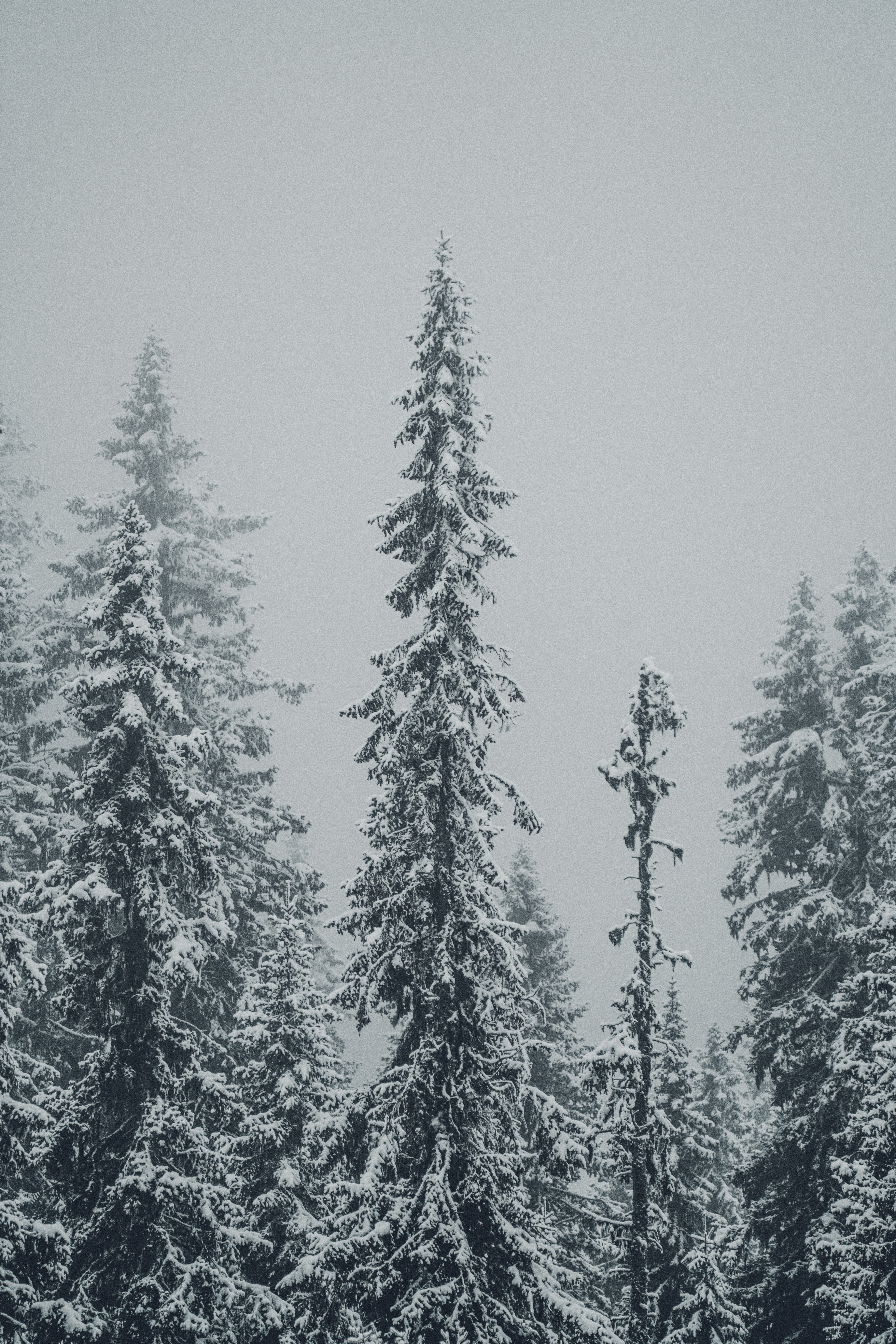 Laden Sie das Winter, Natur, Bäume, Schnee, Tannenbaum, Schneesturm-Bild kostenlos auf Ihren PC-Desktop herunter