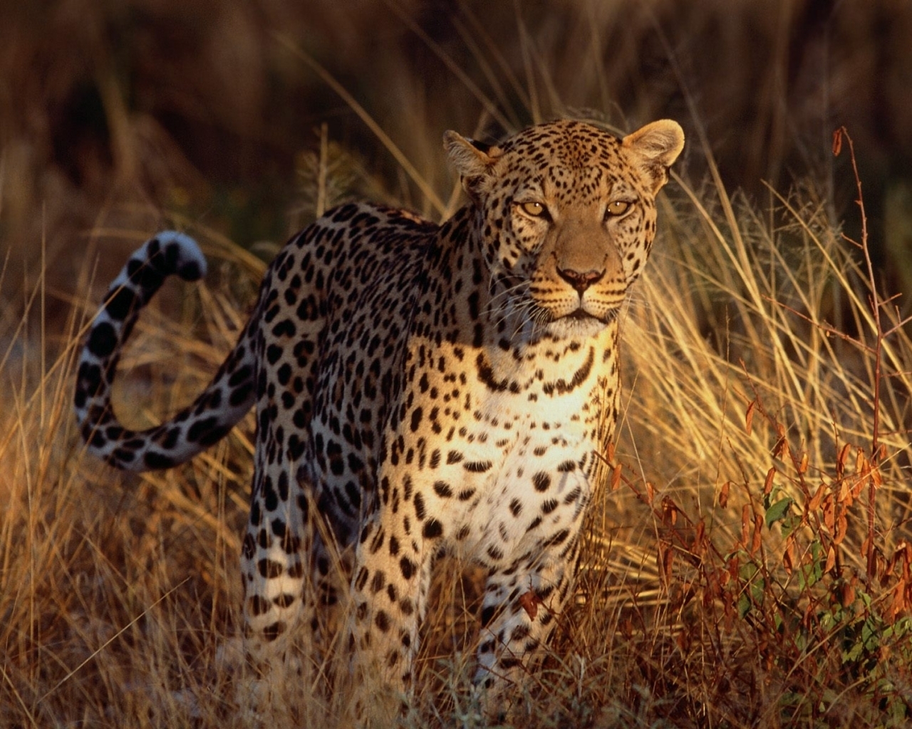 2533 descargar fondo de pantalla animales, leopardos, naranja: protectores de pantalla e imágenes gratis