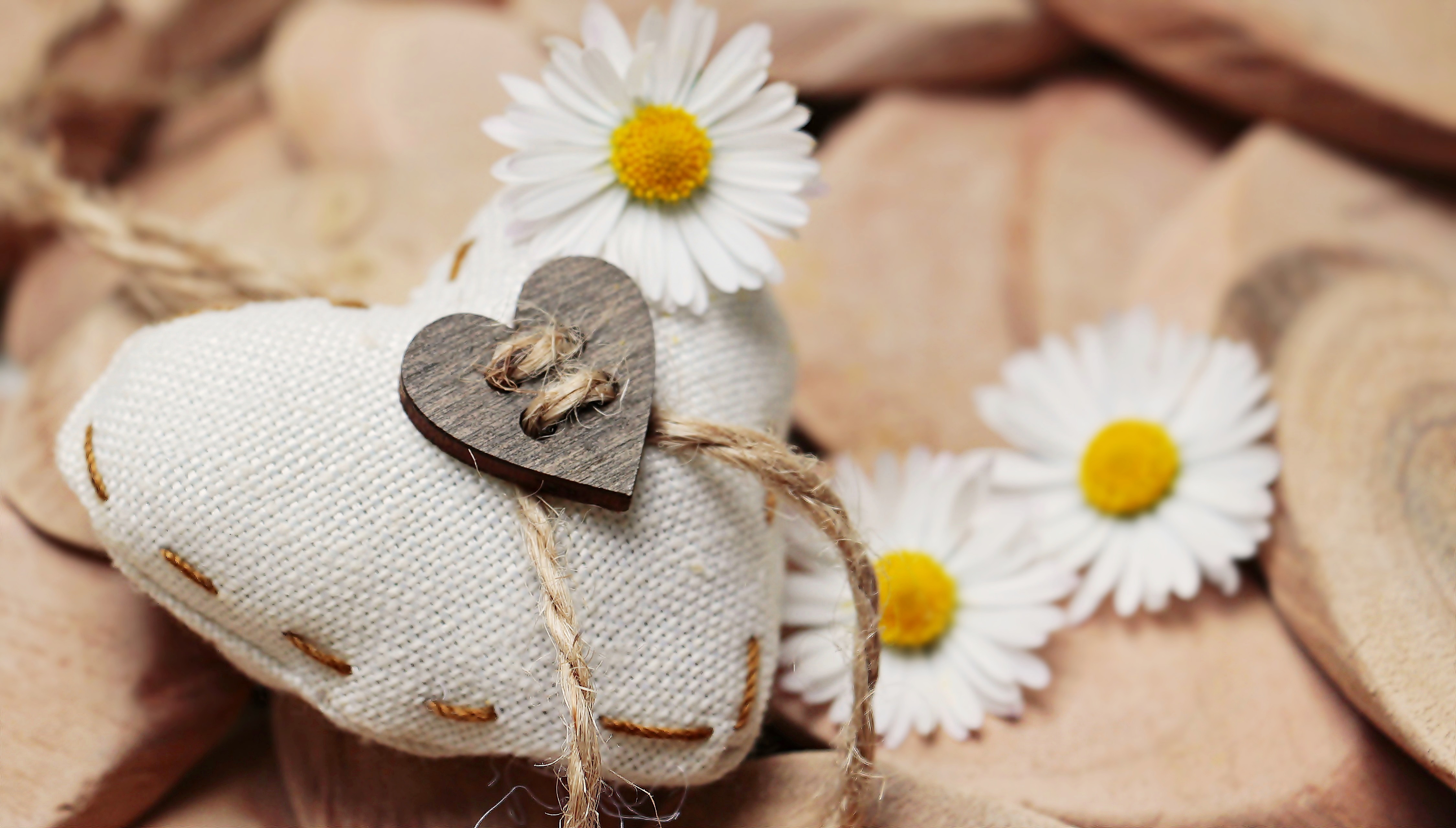 camomile, threads, love, romance Panoramic Wallpapers