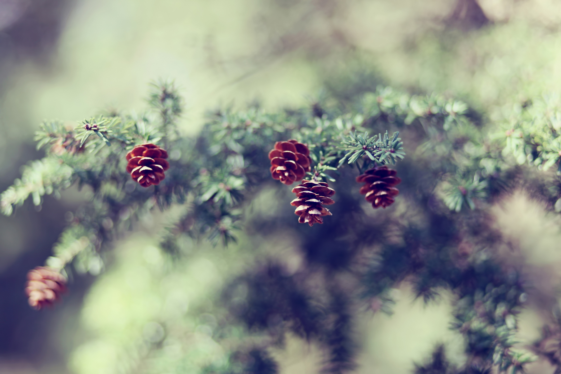 Mobile HD Wallpaper Cones fir, nature, branch, blur