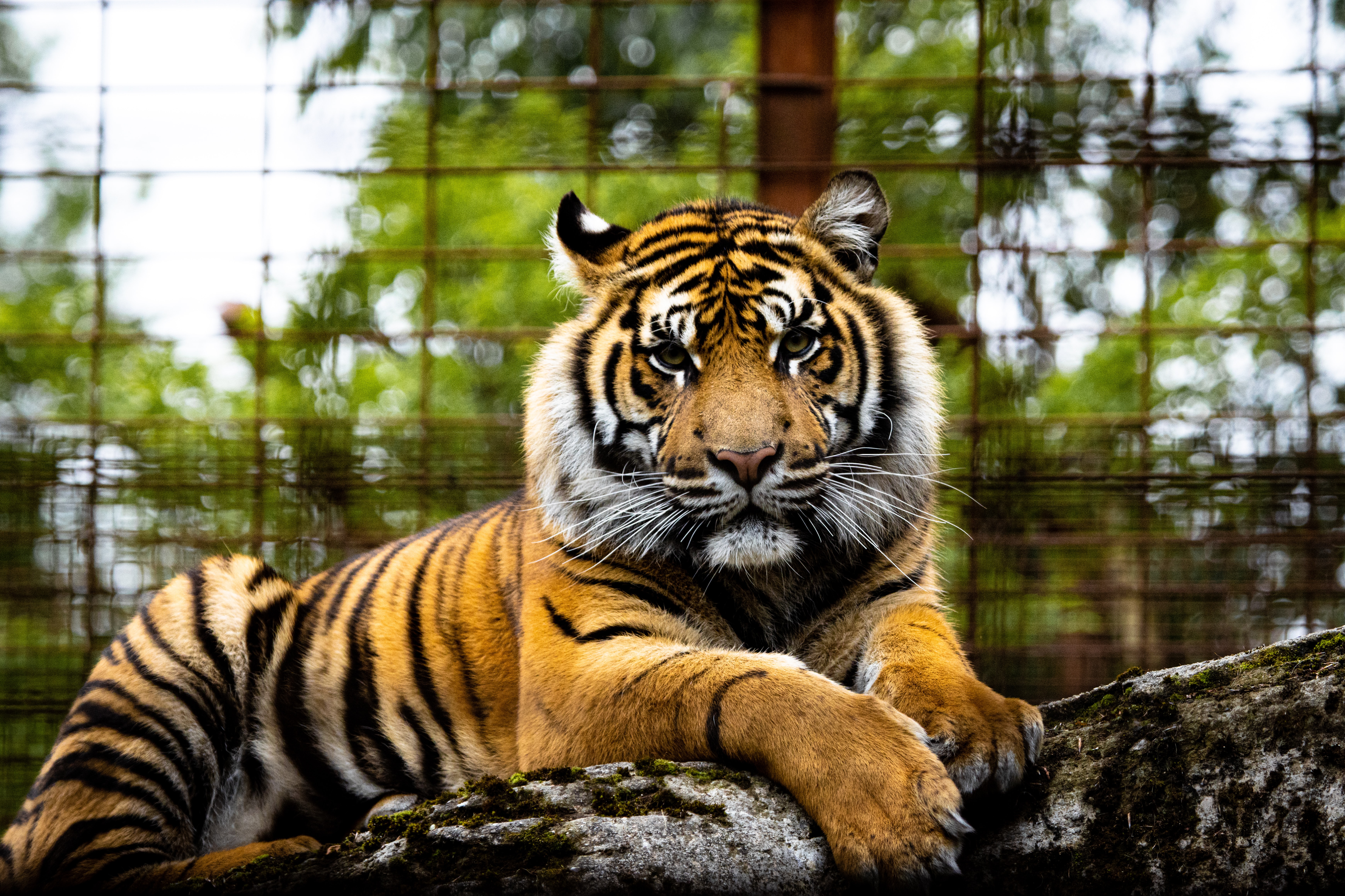 64298 скачать обои тигр, животные, морда, хищник, большая кошка, взгляд - заставки и картинки бесплатно