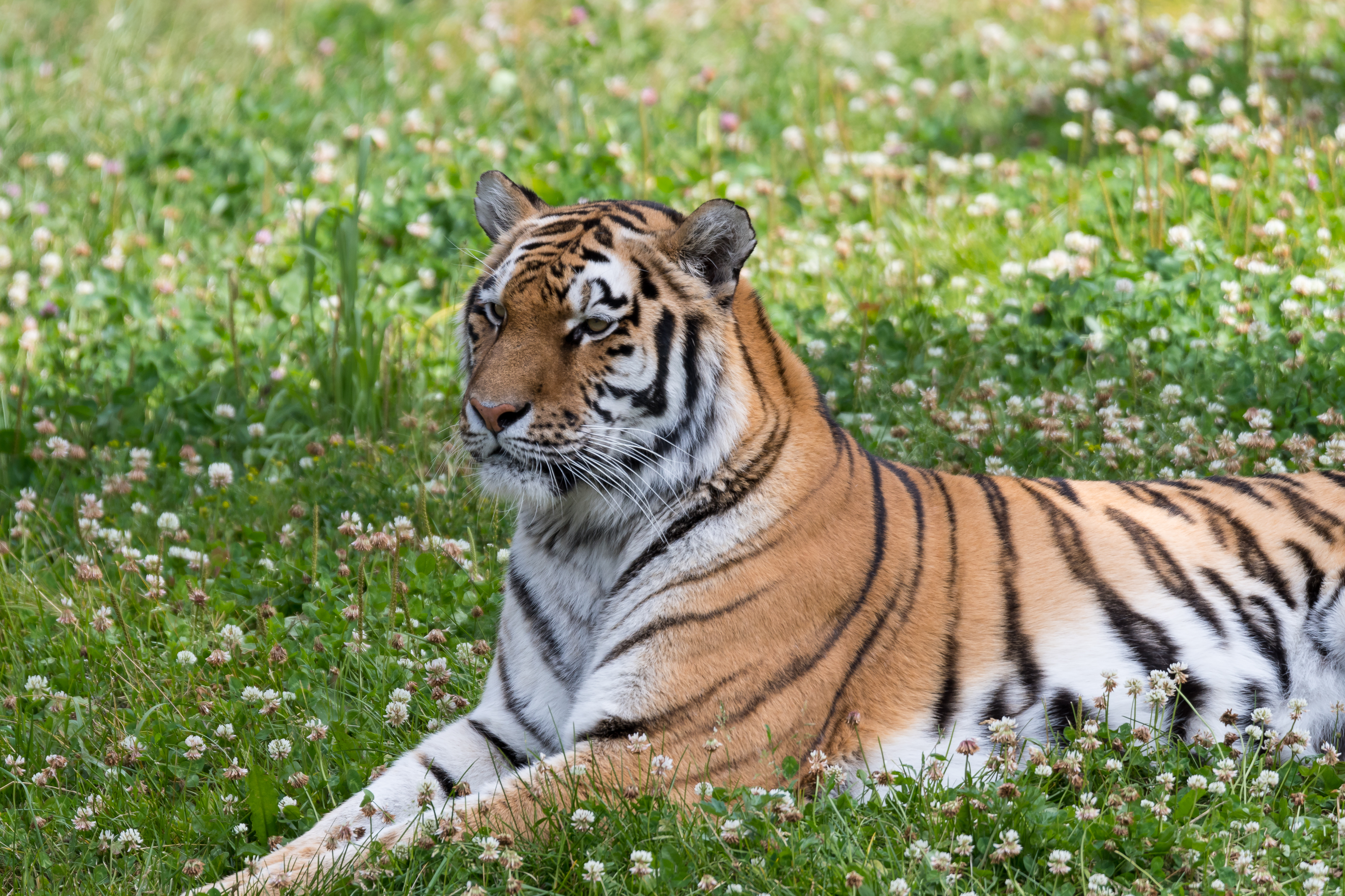 animals, grass, predator, big cat, tiger, stripes, streaks